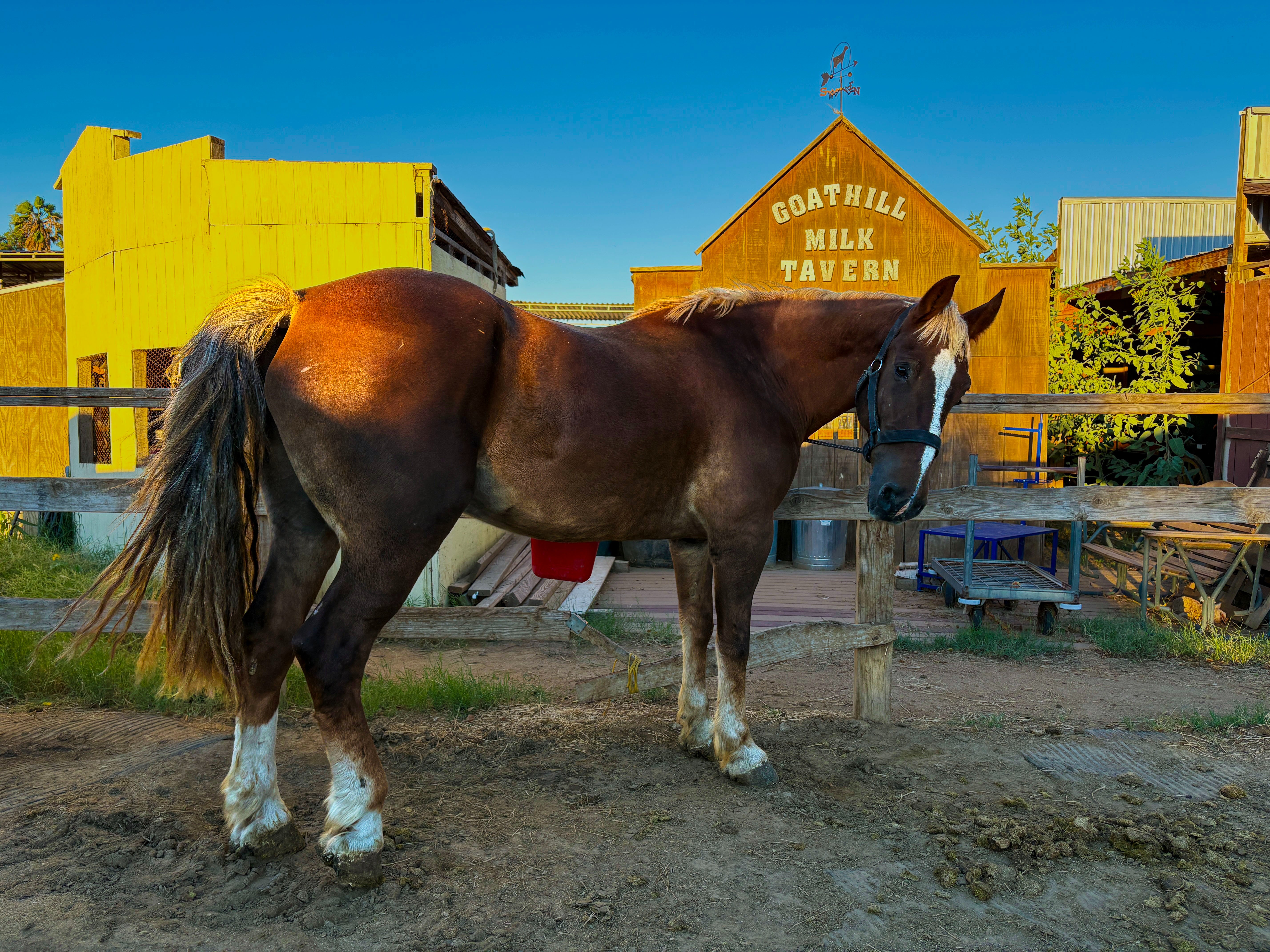 S&D Horseback Riding: New Arrival - The Gentle Giant campaign photo, 5 of 8