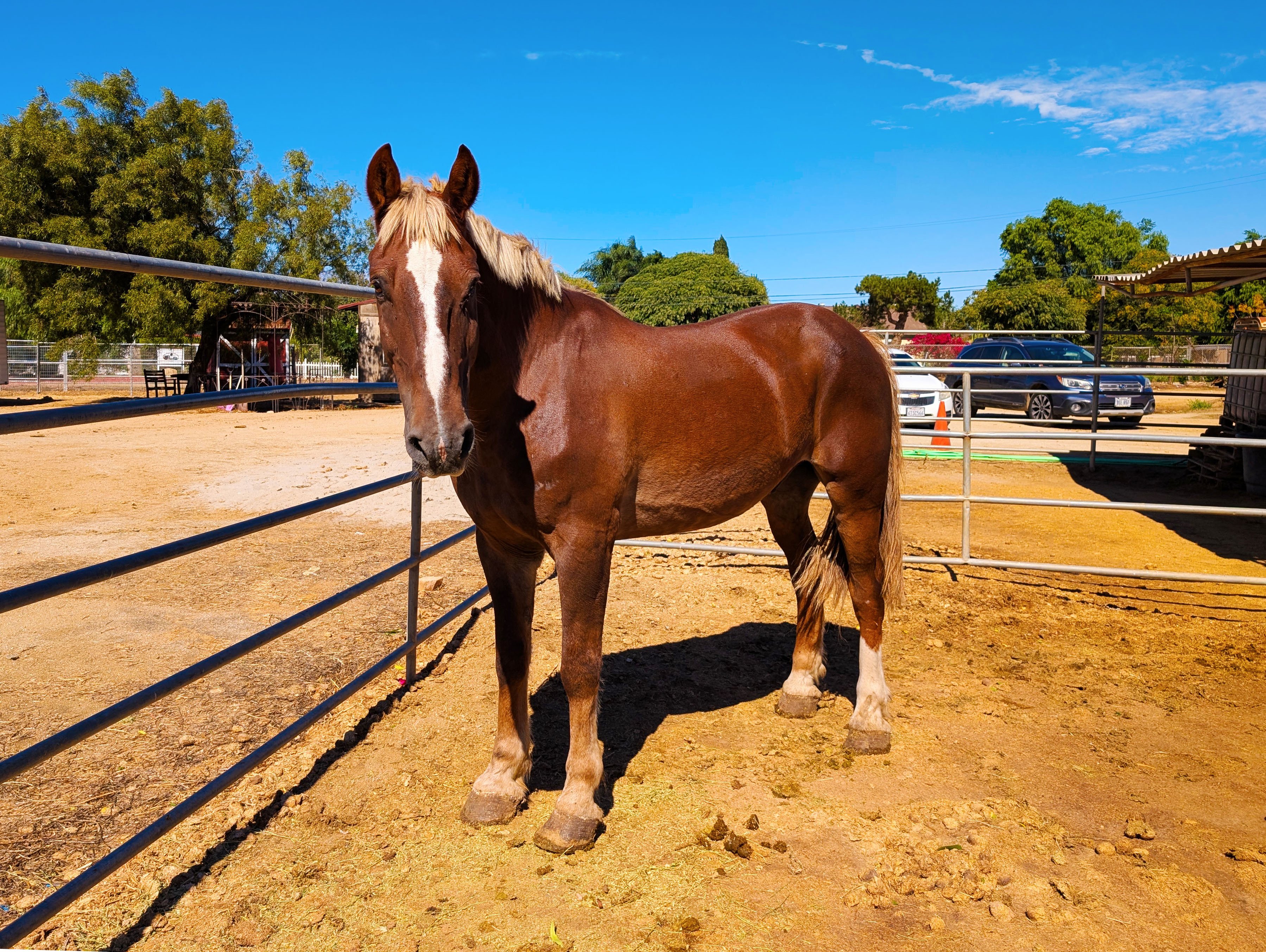 S&D Horseback Riding: New Arrival - The Gentle Giant campaign photo, 6 of 8