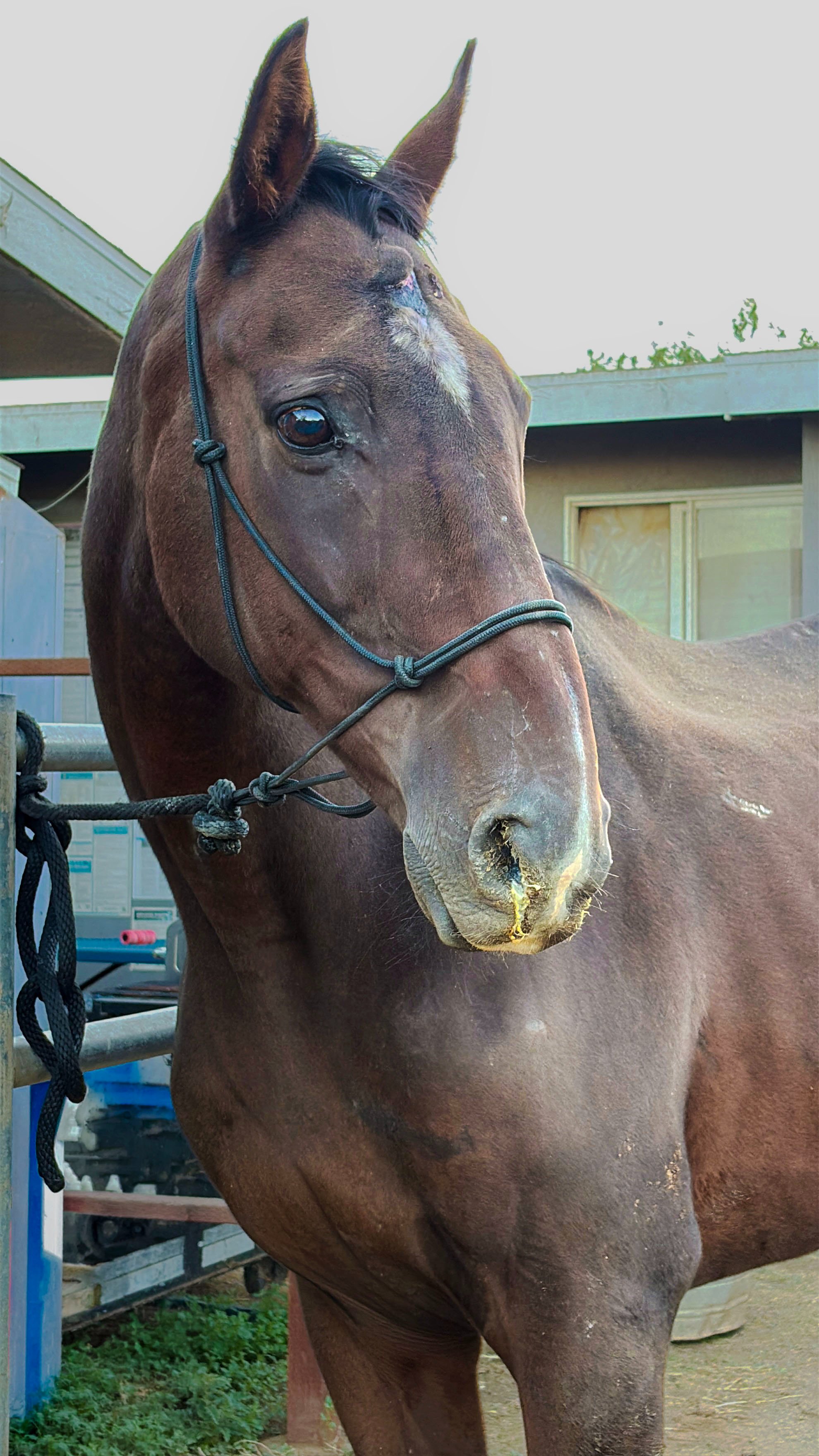 Foto de la recaudación de fondos S&D Horseback Riding: New Arrival - Rex's Reflection, 7 de 8