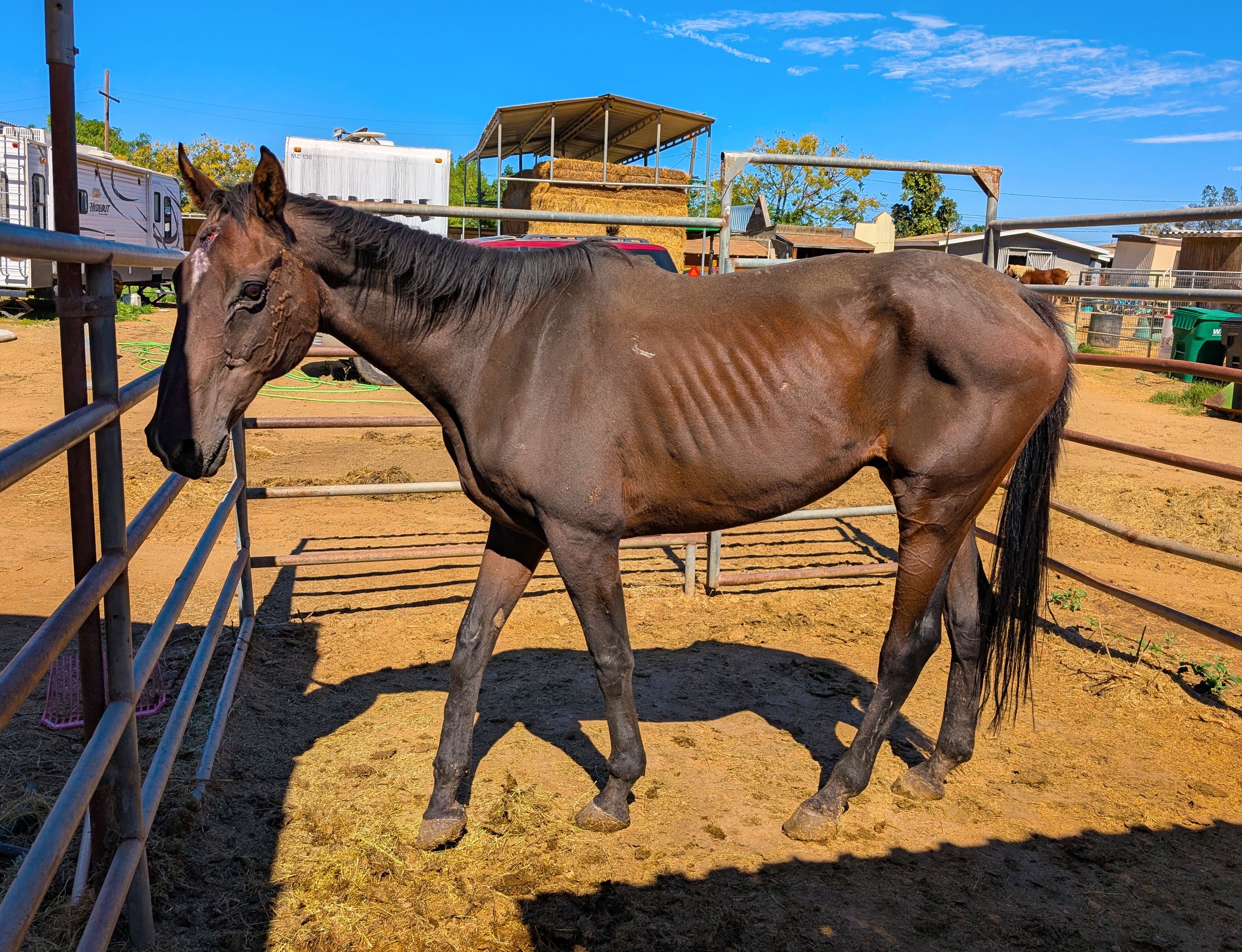 Foto de la recaudación de fondos S&D Horseback Riding: New Arrival - Rex's Reflection, 2 de 8