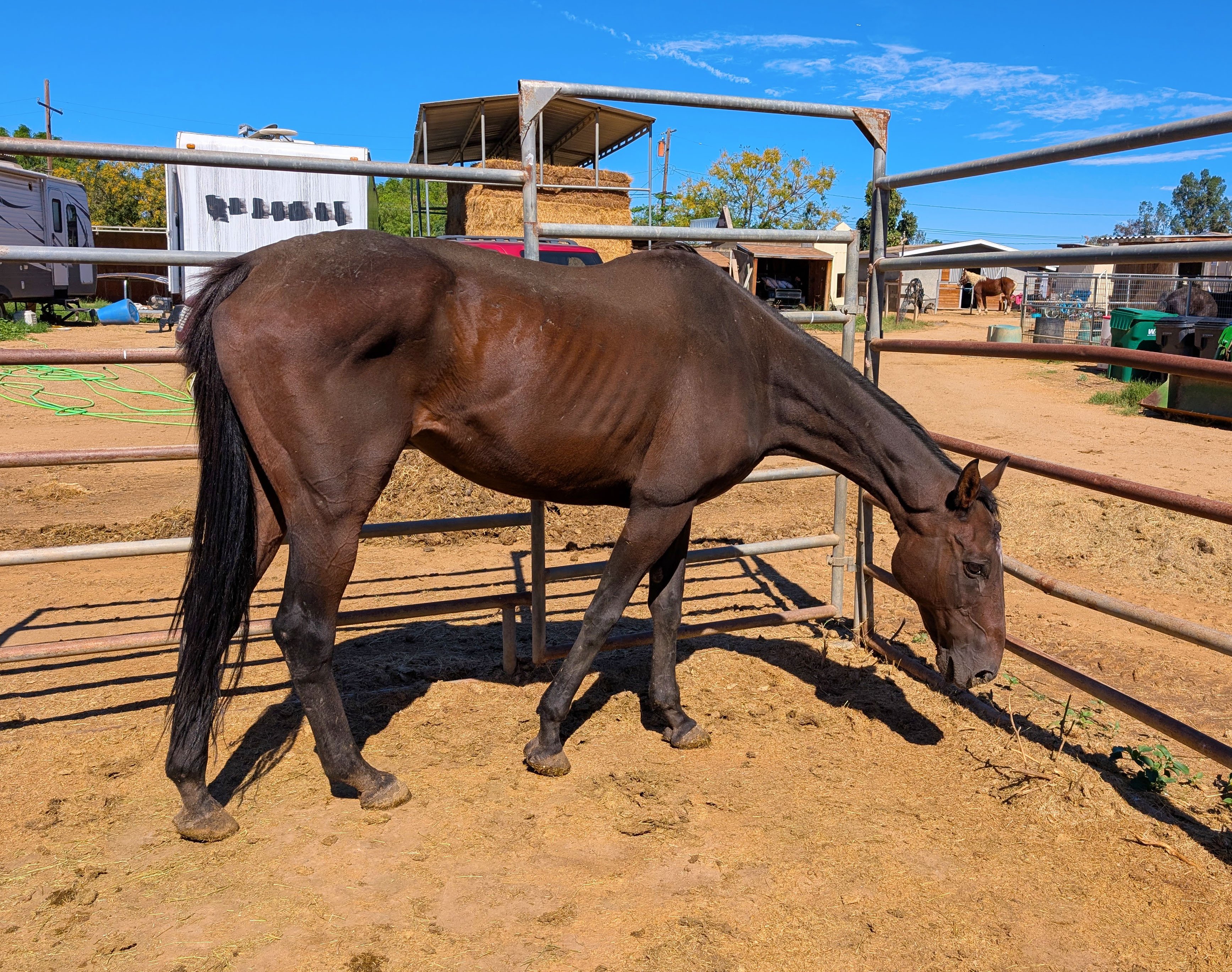Foto de la recaudación de fondos S&D Horseback Riding: New Arrival - Rex's Reflection, 4 de 8