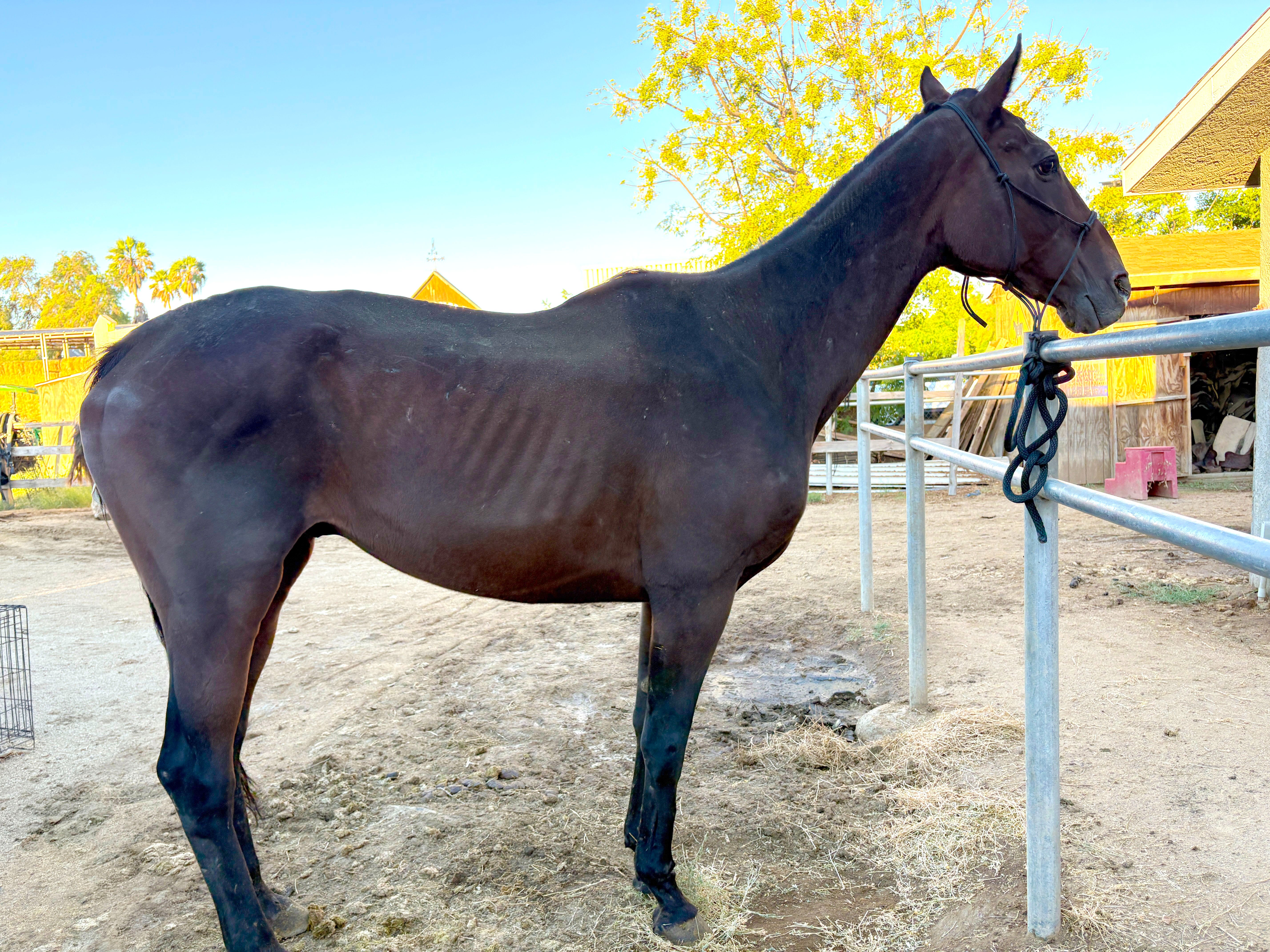 Foto de la recaudación de fondos S&D Horseback Riding: New Arrival - Rex's Reflection, 5 de 8