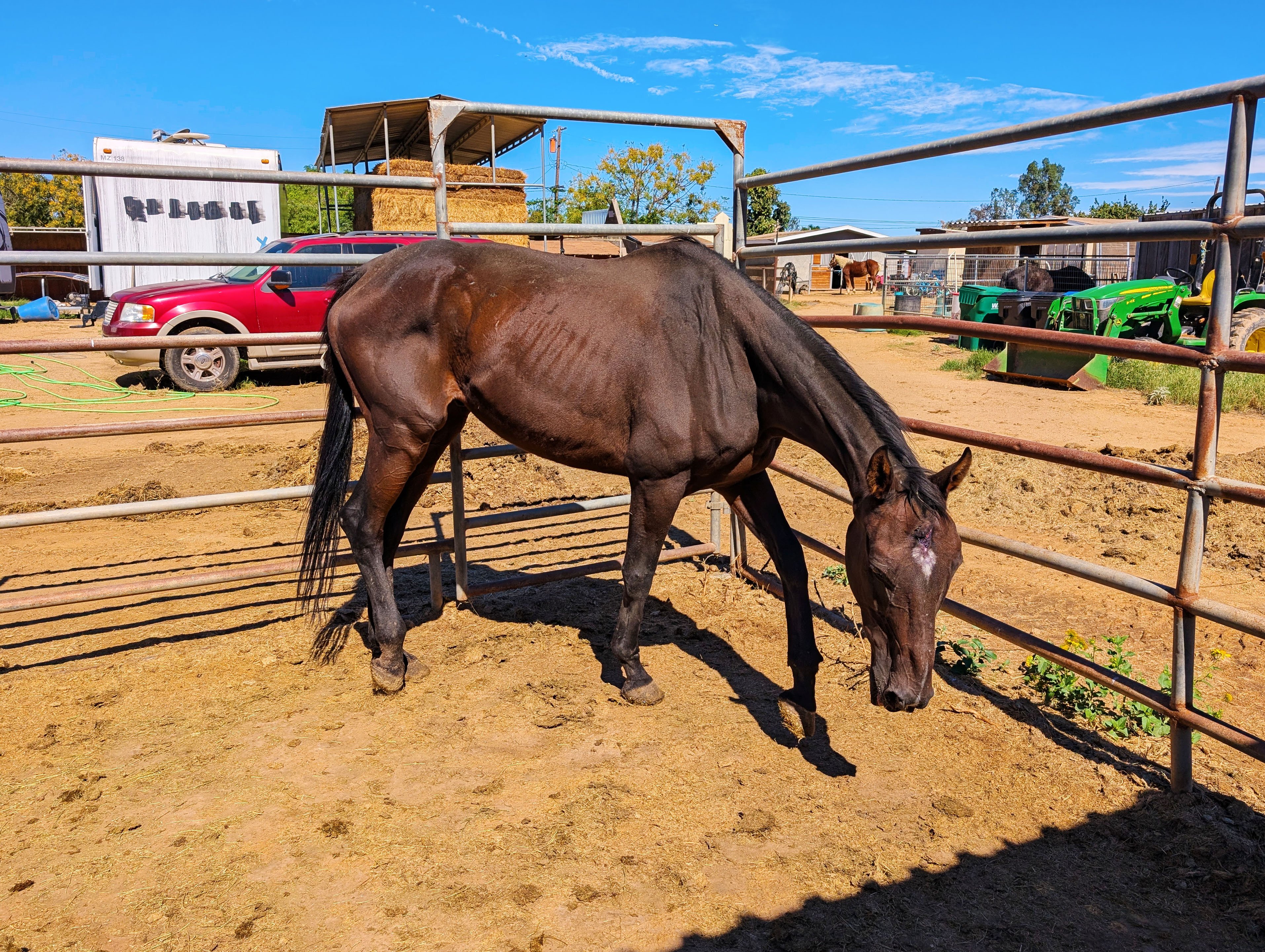 Foto de la recaudación de fondos S&D Horseback Riding: New Arrival - Rex's Reflection, 6 de 8