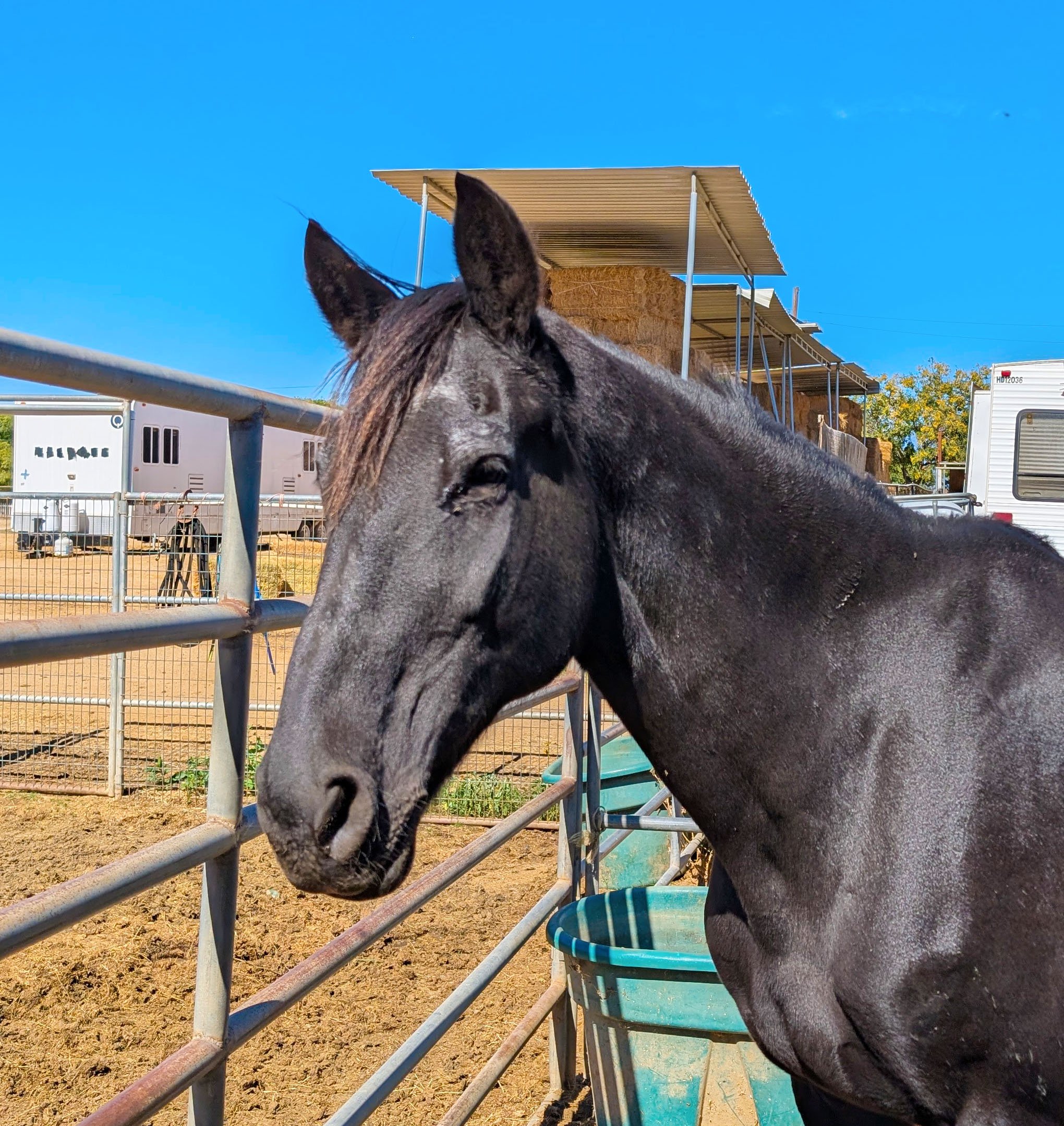 S&D Horseback Riding: New Arrival - The Showstopper campaign photo, 4 of 6