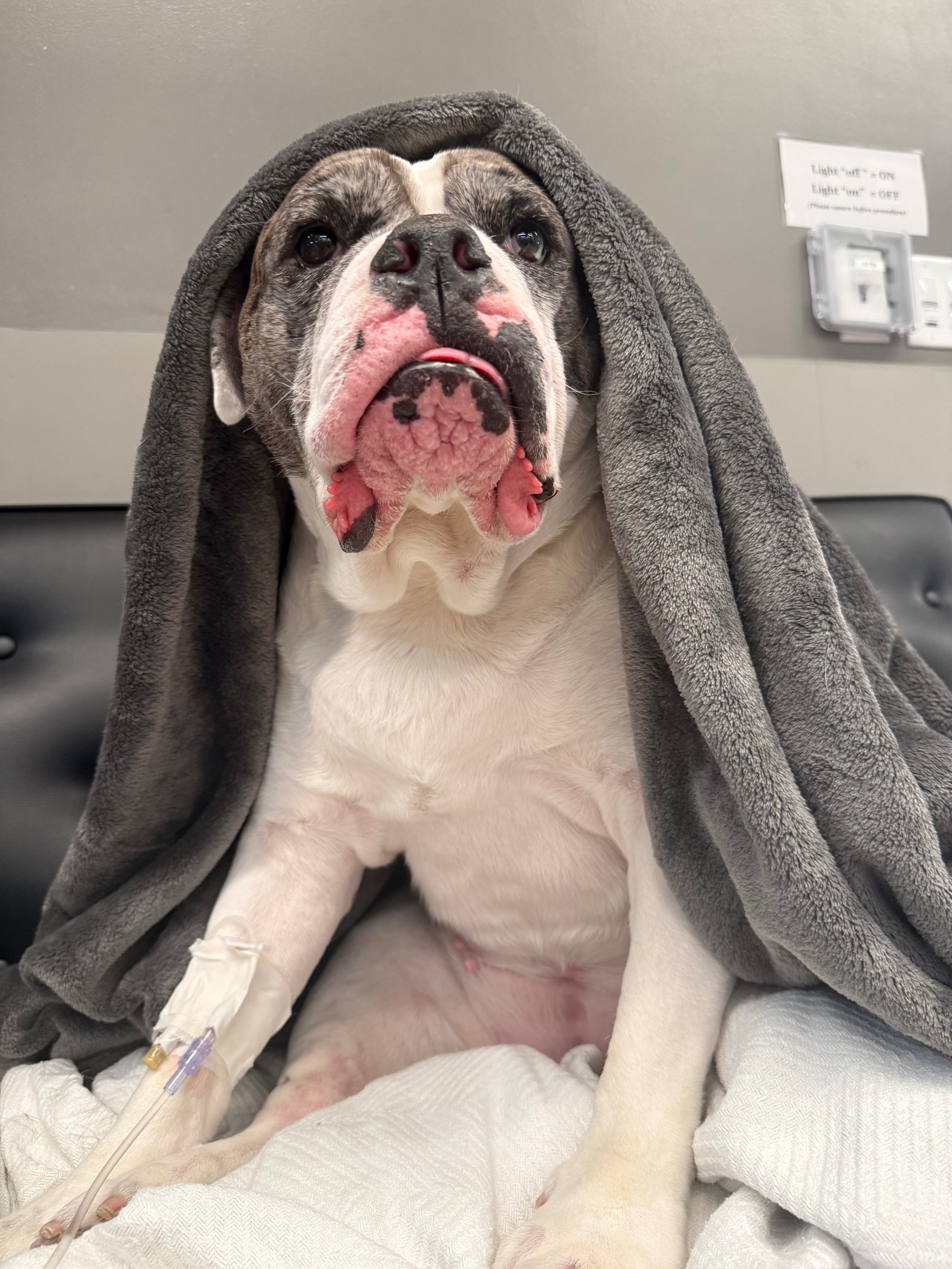 Kona’s Emergency Surgery campaign photo, 2 of 8