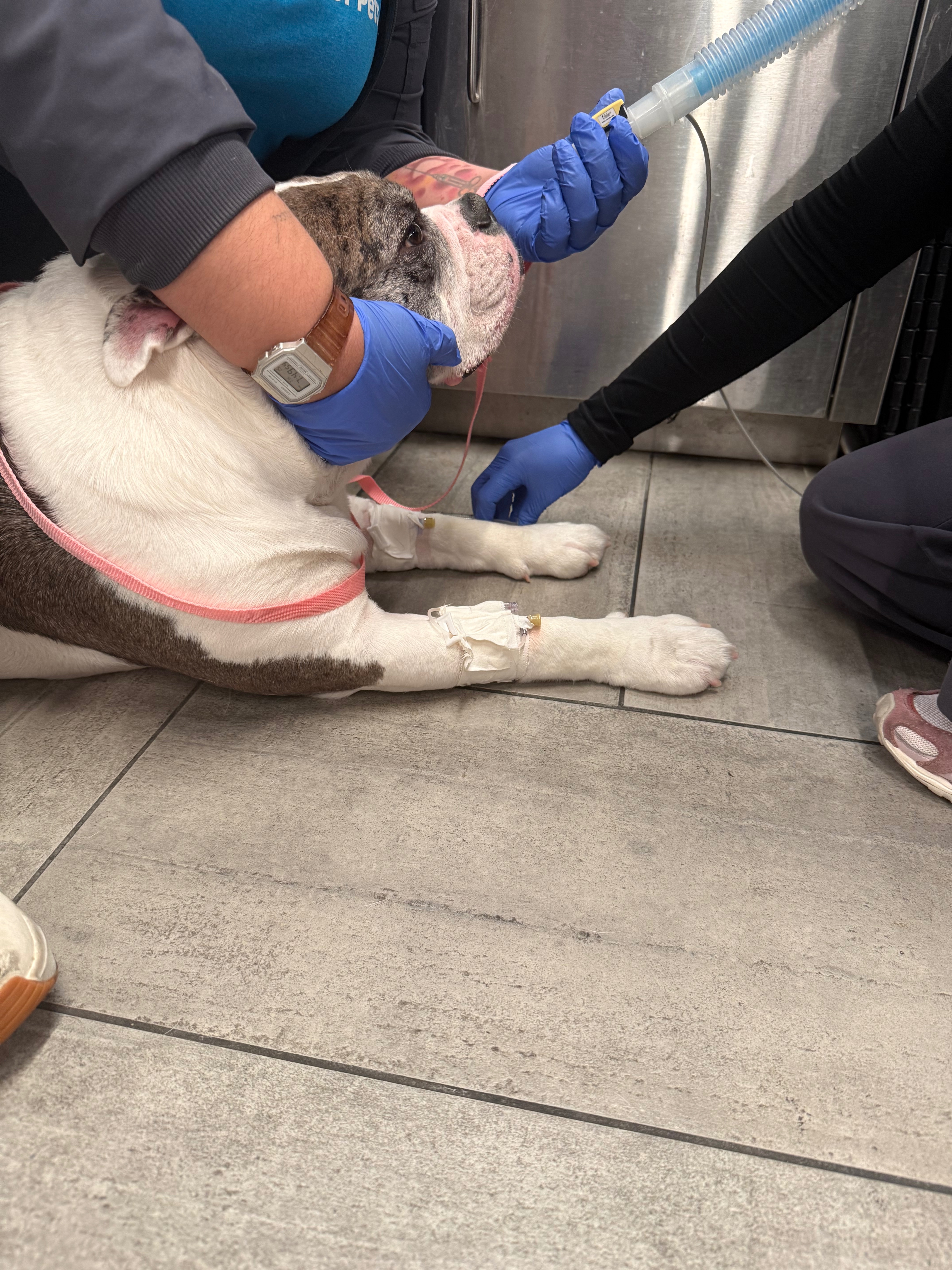 Kona’s Emergency Surgery campaign photo, 4 of 8