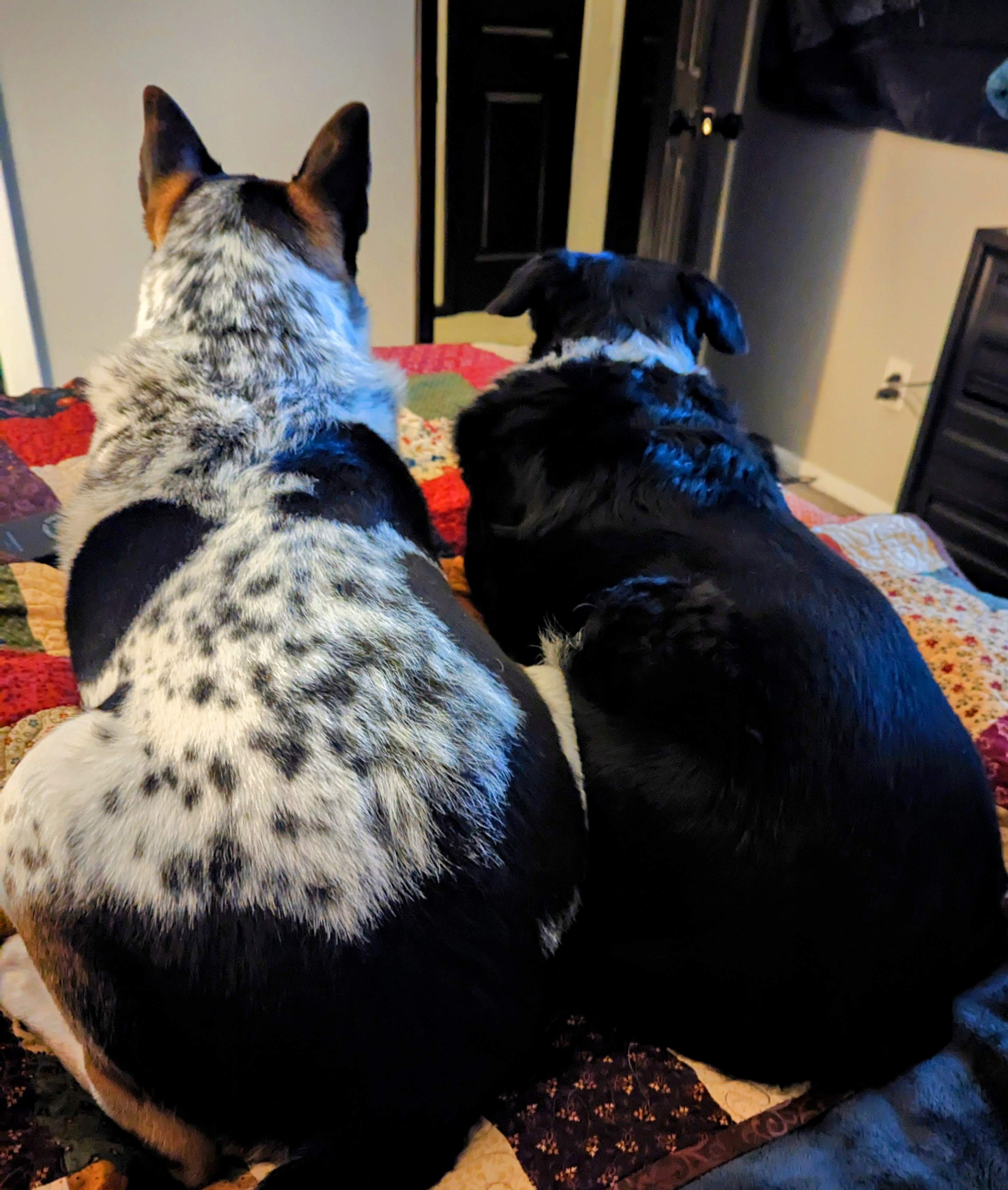 Urgent Care for Freyja and Swayze campaign photo, 2 of 7