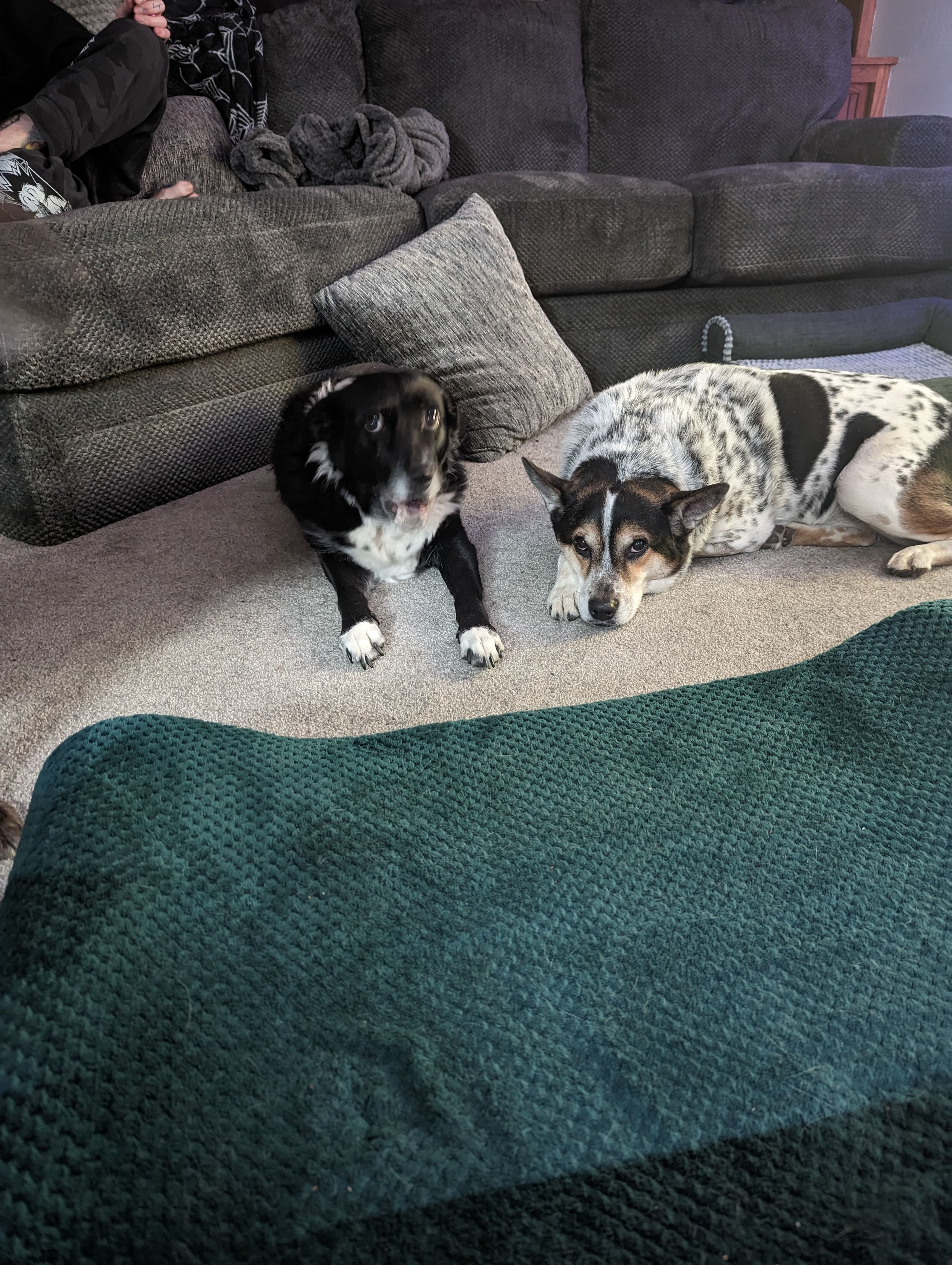 Urgent Care for Freyja and Swayze campaign photo, 4 of 7