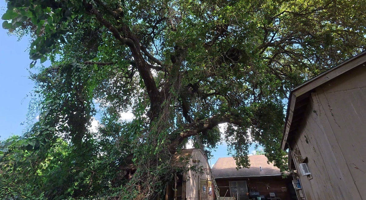 Help Larry & Gayla Prevent a Life-Threatening Tree Fall campaign photo, 2 of 5