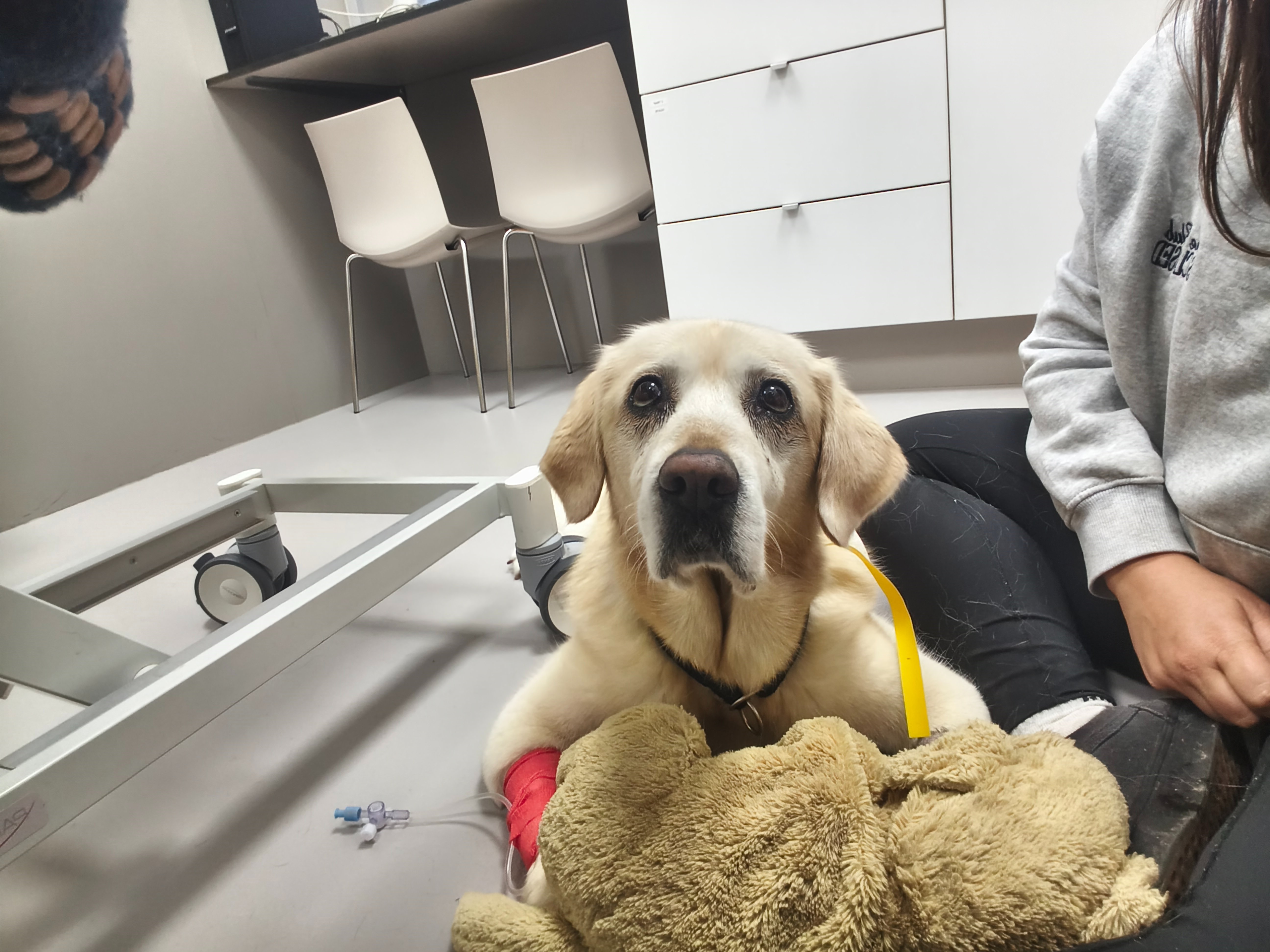 Wir brauchen deine Hilfe für die Klinikkosten für Akira campaign photo, 4 of 6