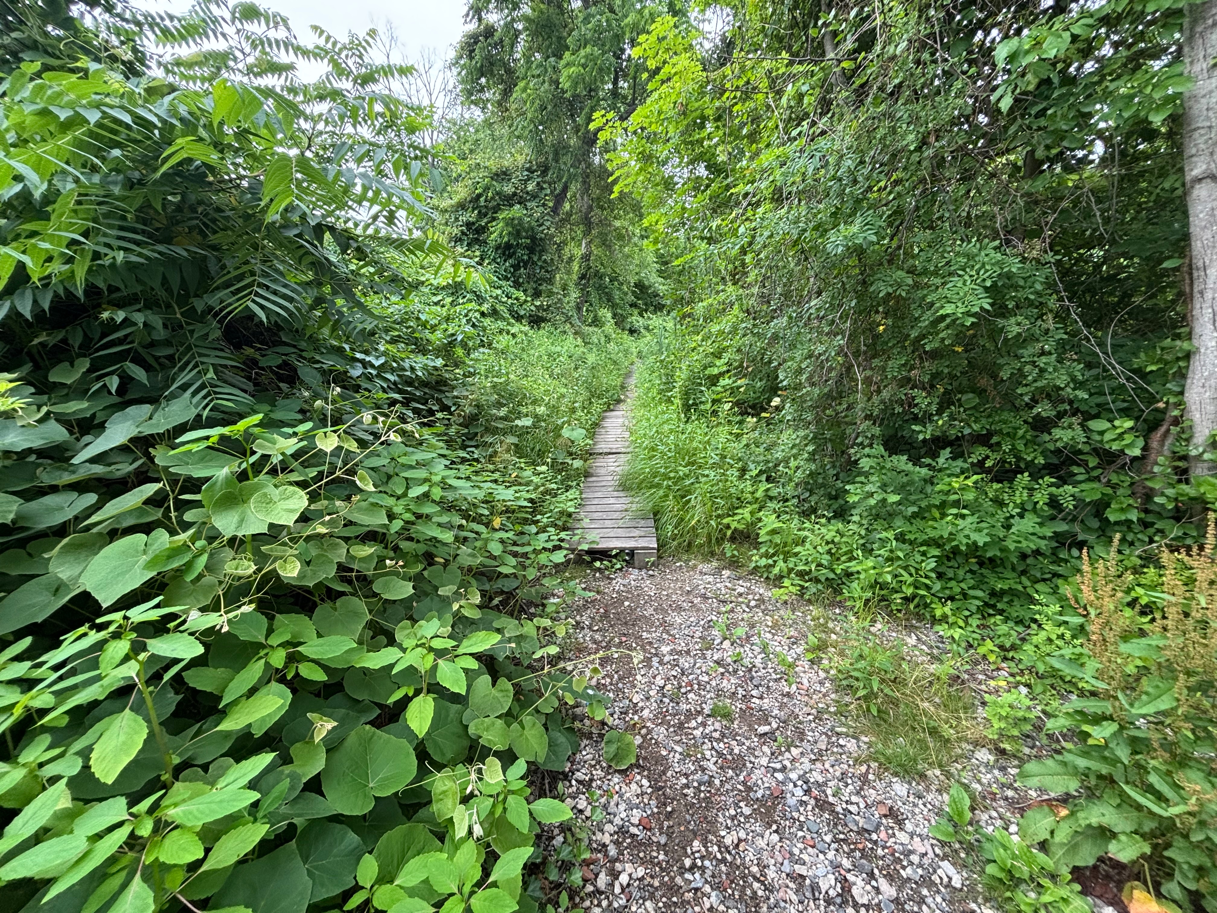 Fundraiser by Tommy Elliott : Help Ciara Preserve Tackapausha Trails