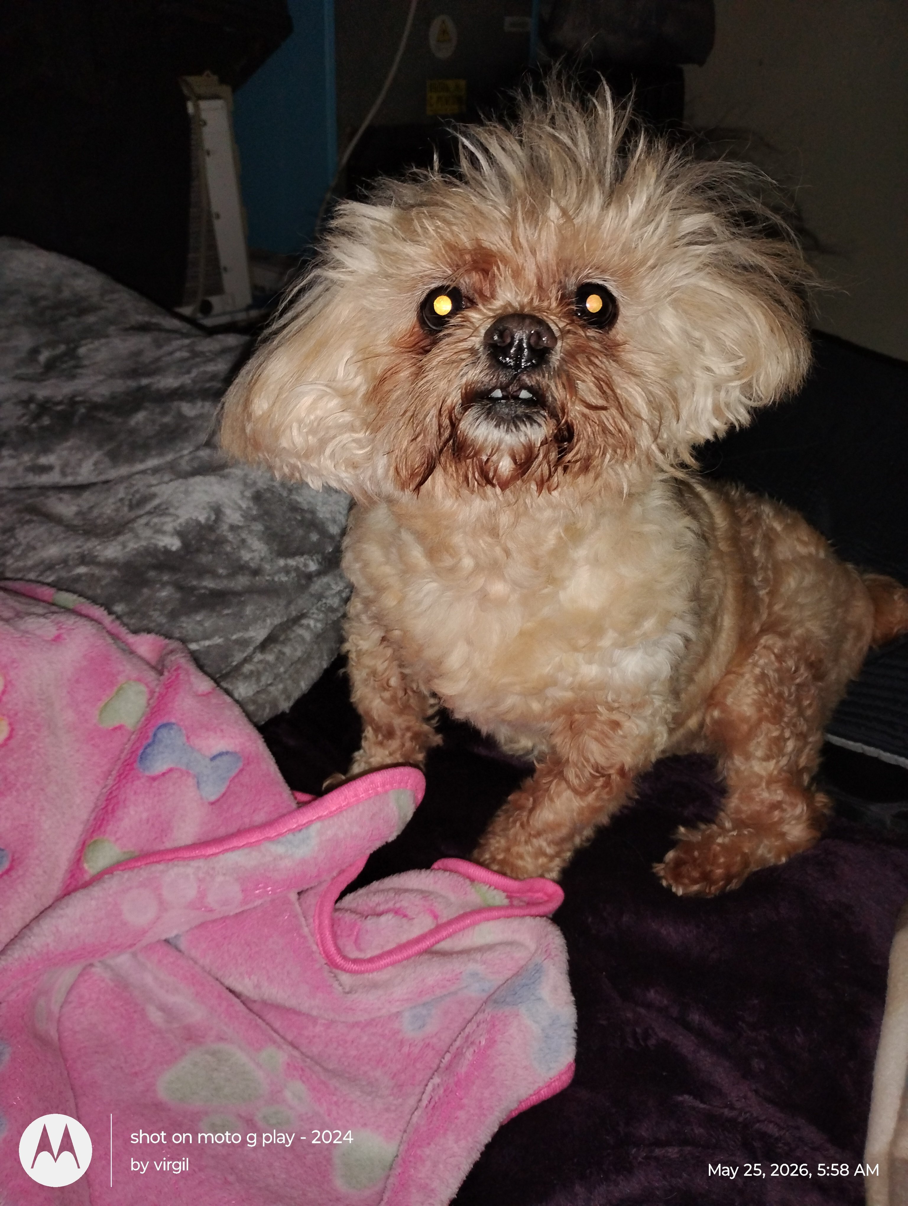 Help Lulu Get the Vet Care She Needs campaign photo, 2 of 6
