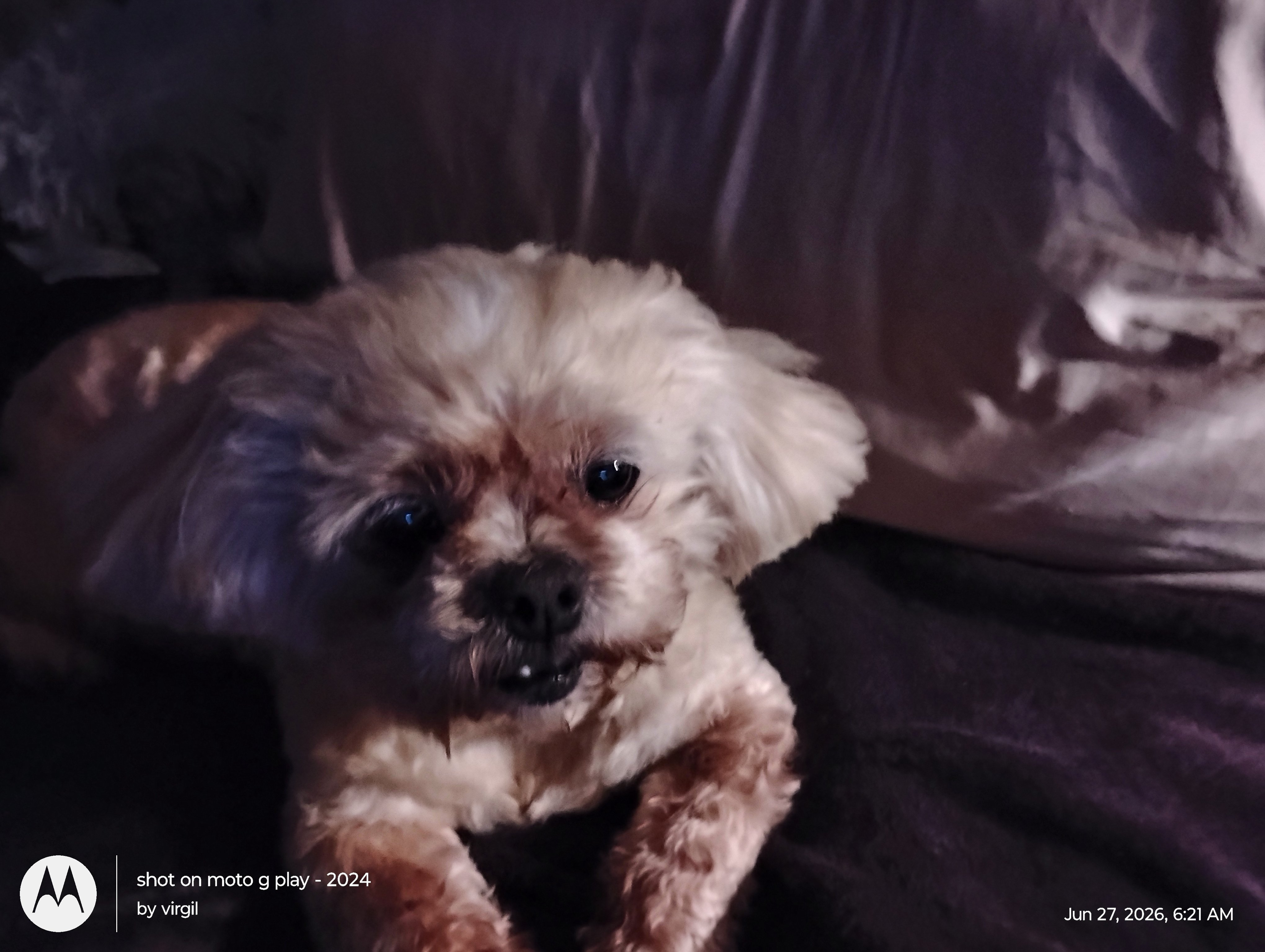 Help Lulu Get the Vet Care She Needs campaign photo, 4 of 6