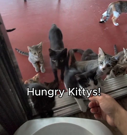 Our Dream of Building a Cat Sanctuary campaign photo, 7 of 8