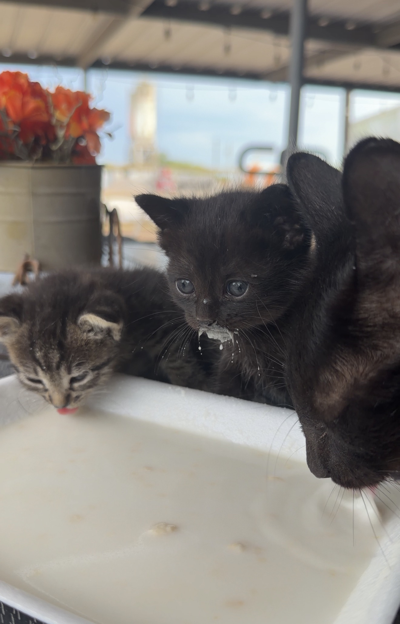 Our Dream of Building a Cat Sanctuary campaign photo, 4 of 8