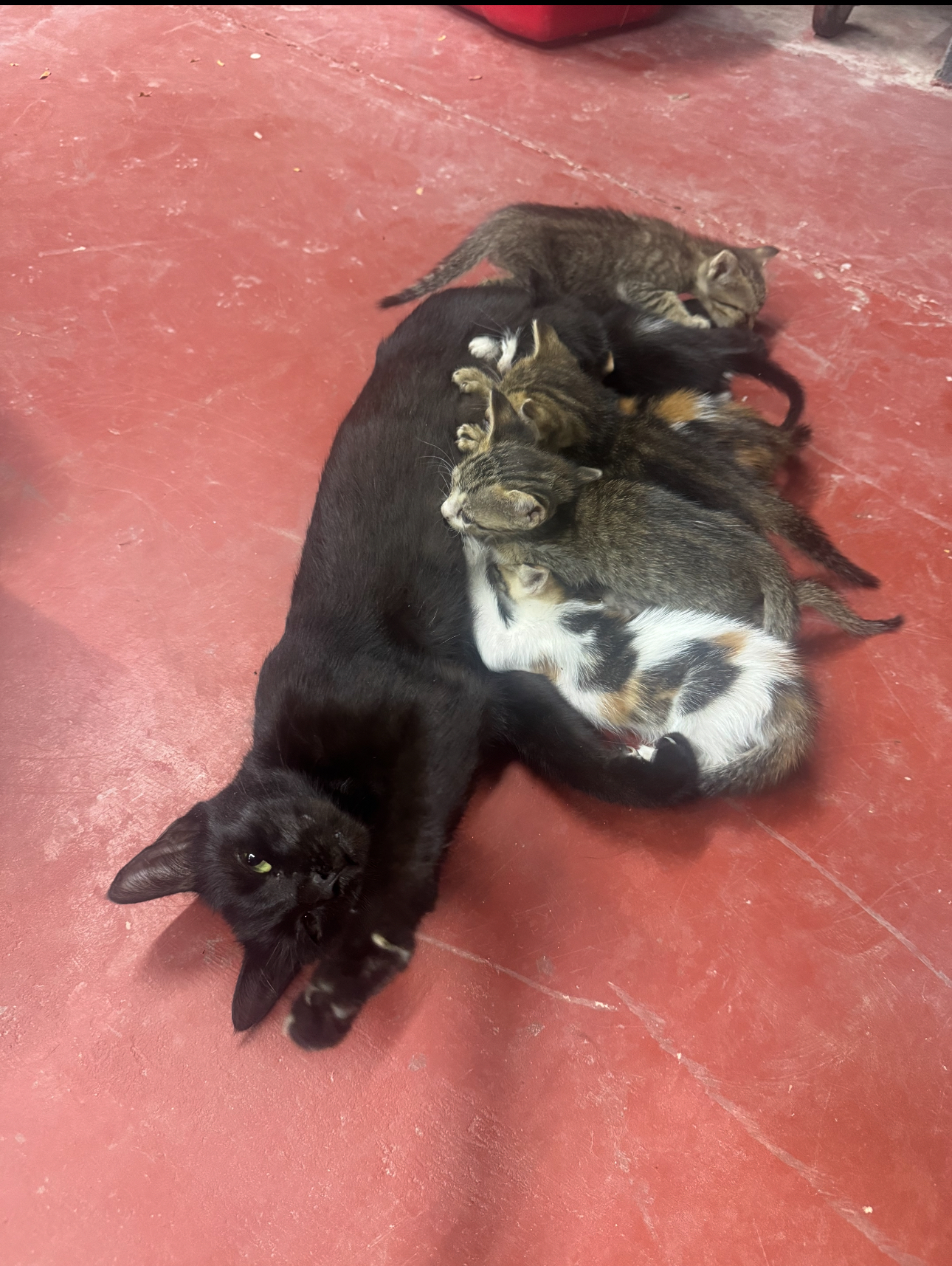 Our Dream of Building a Cat Sanctuary campaign photo, 6 of 8