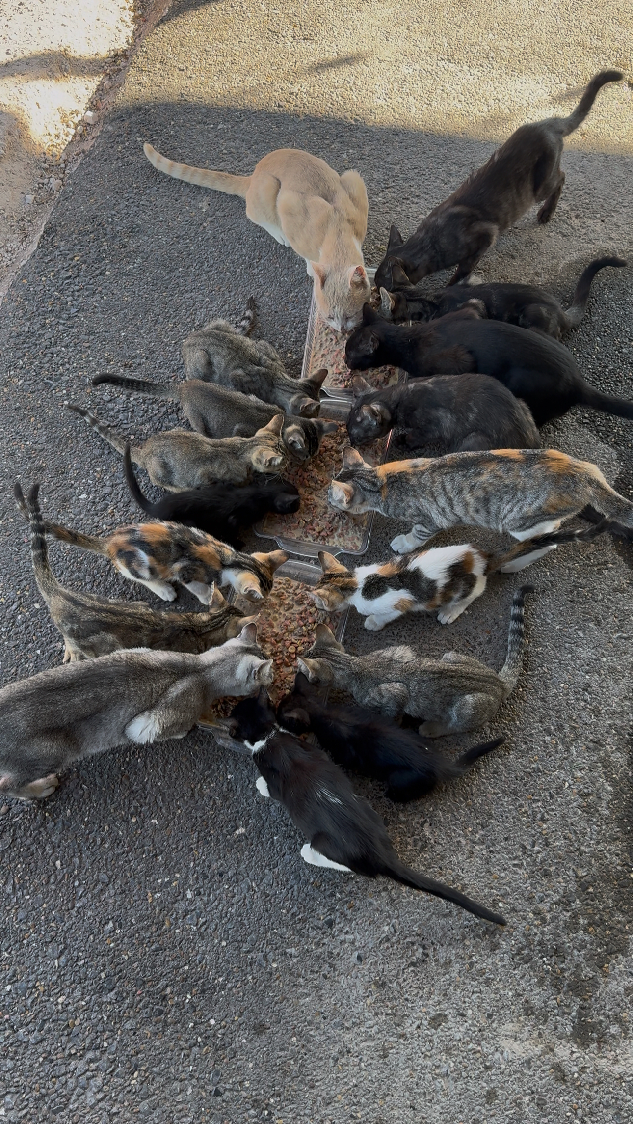 Our Dream of Building a Cat Sanctuary campaign photo, 5 of 8