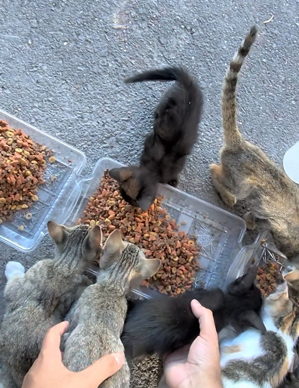 Our Dream of Building a Cat Sanctuary campaign photo, 2 of 8