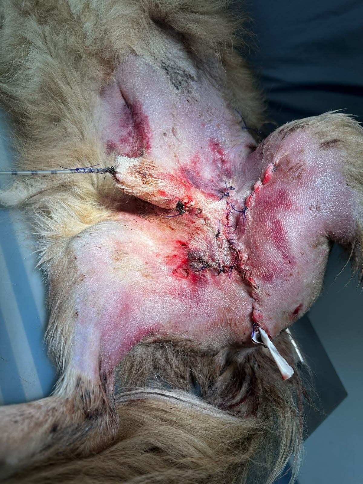 Er kämpft um sein Leben – bitte helft dem kleinen Burschi campaign photo, 7 of 8