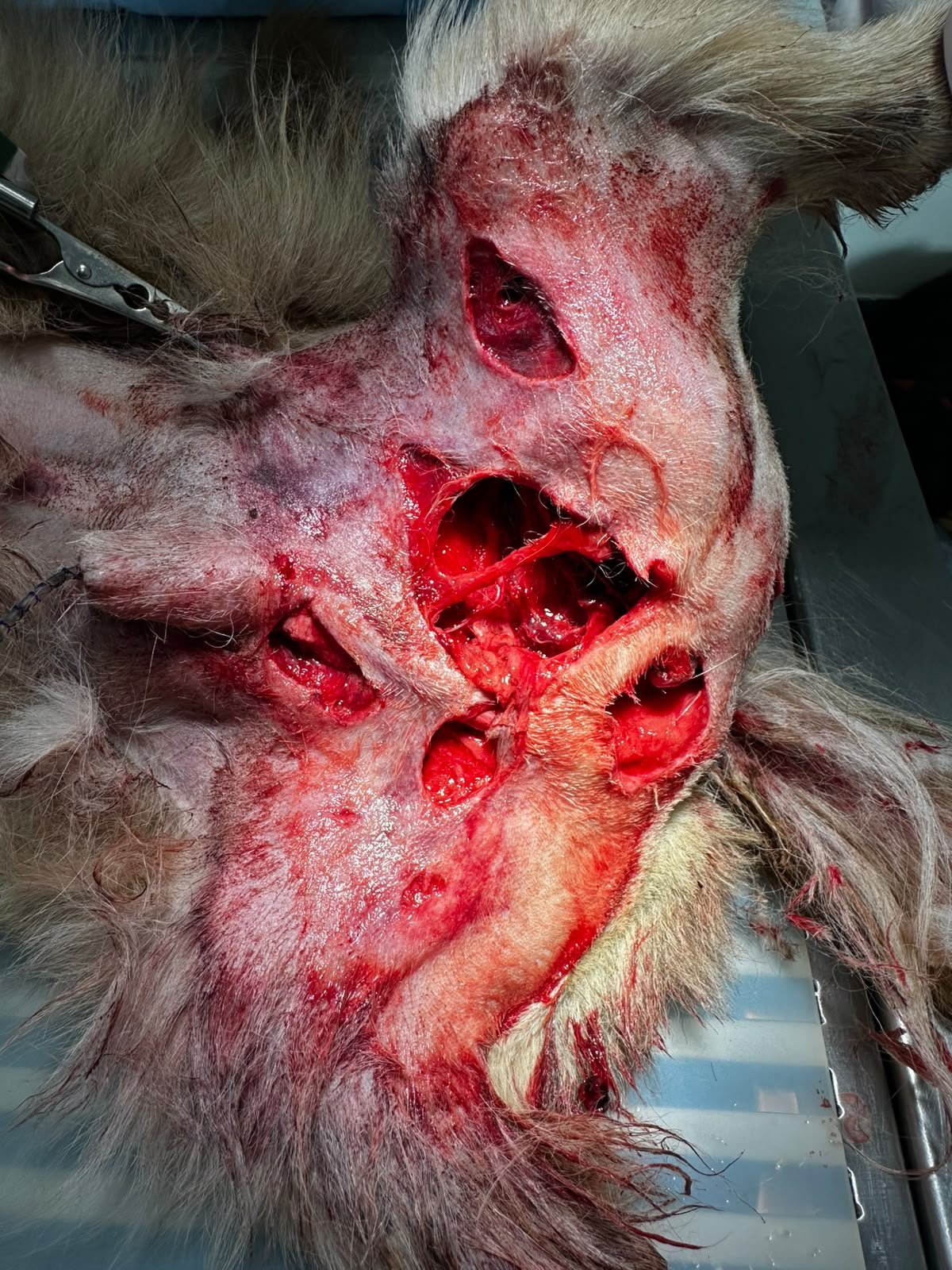 Er kämpft um sein Leben – bitte helft dem kleinen Burschi campaign photo, 2 of 8