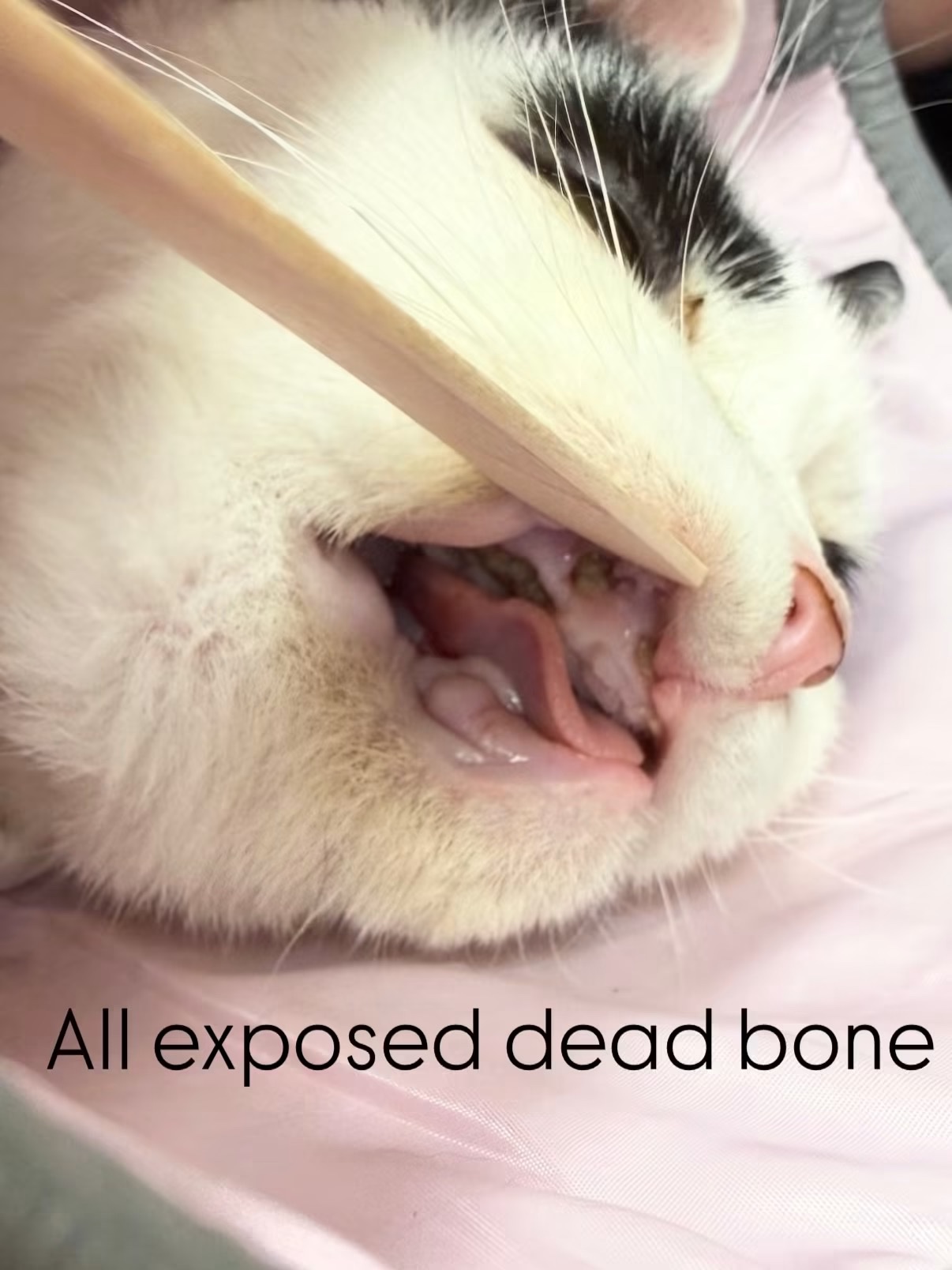 Ollie’s emergency bone debridement surgery campaign photo, 7 of 8