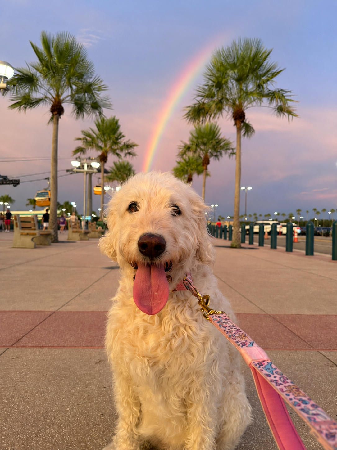 Daisy's Weekly Cancer Treatment Fund campaign photo, 7 of 8
