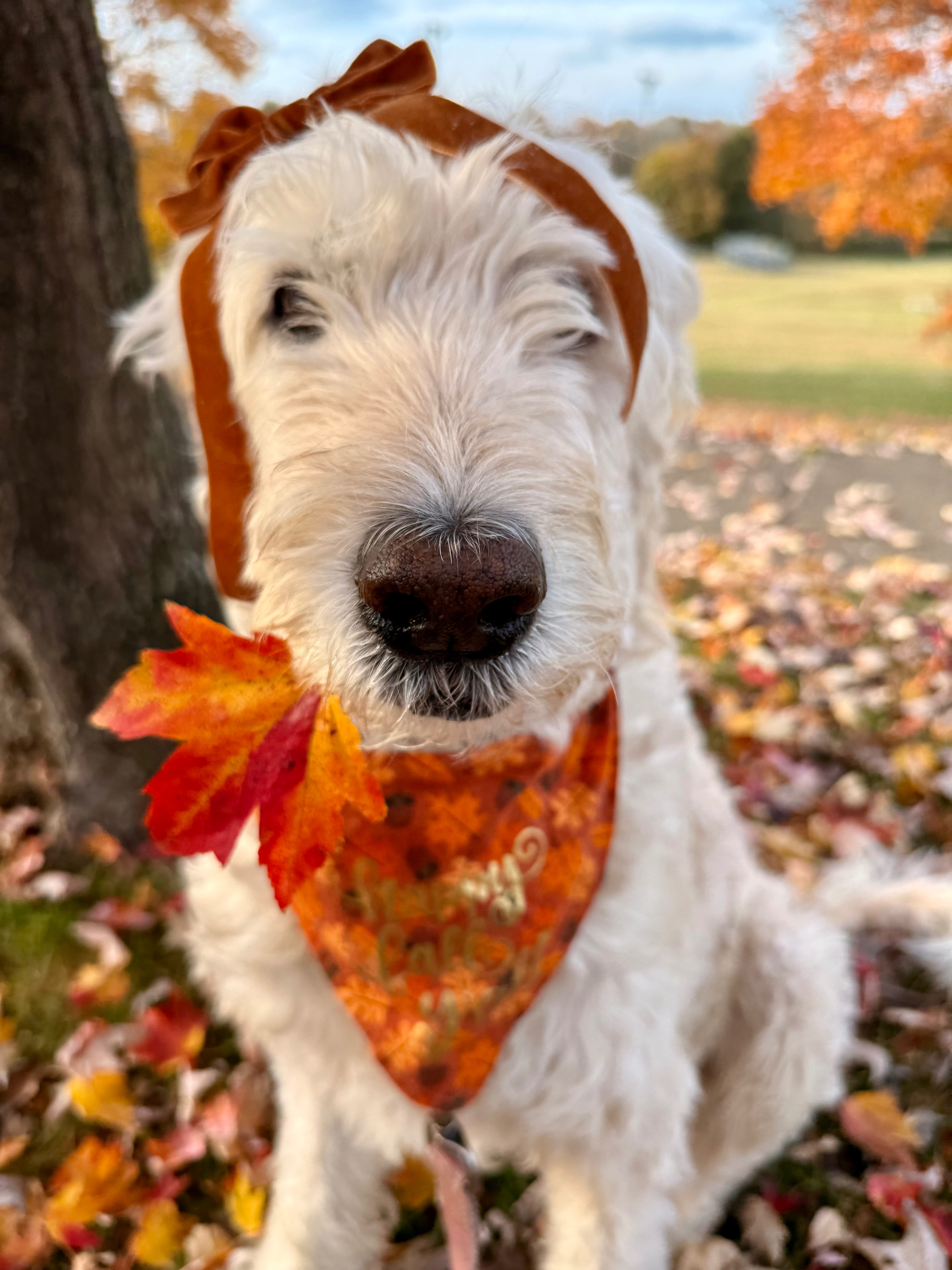 Daisy's Weekly Cancer Treatment Fund campaign photo, 2 of 8