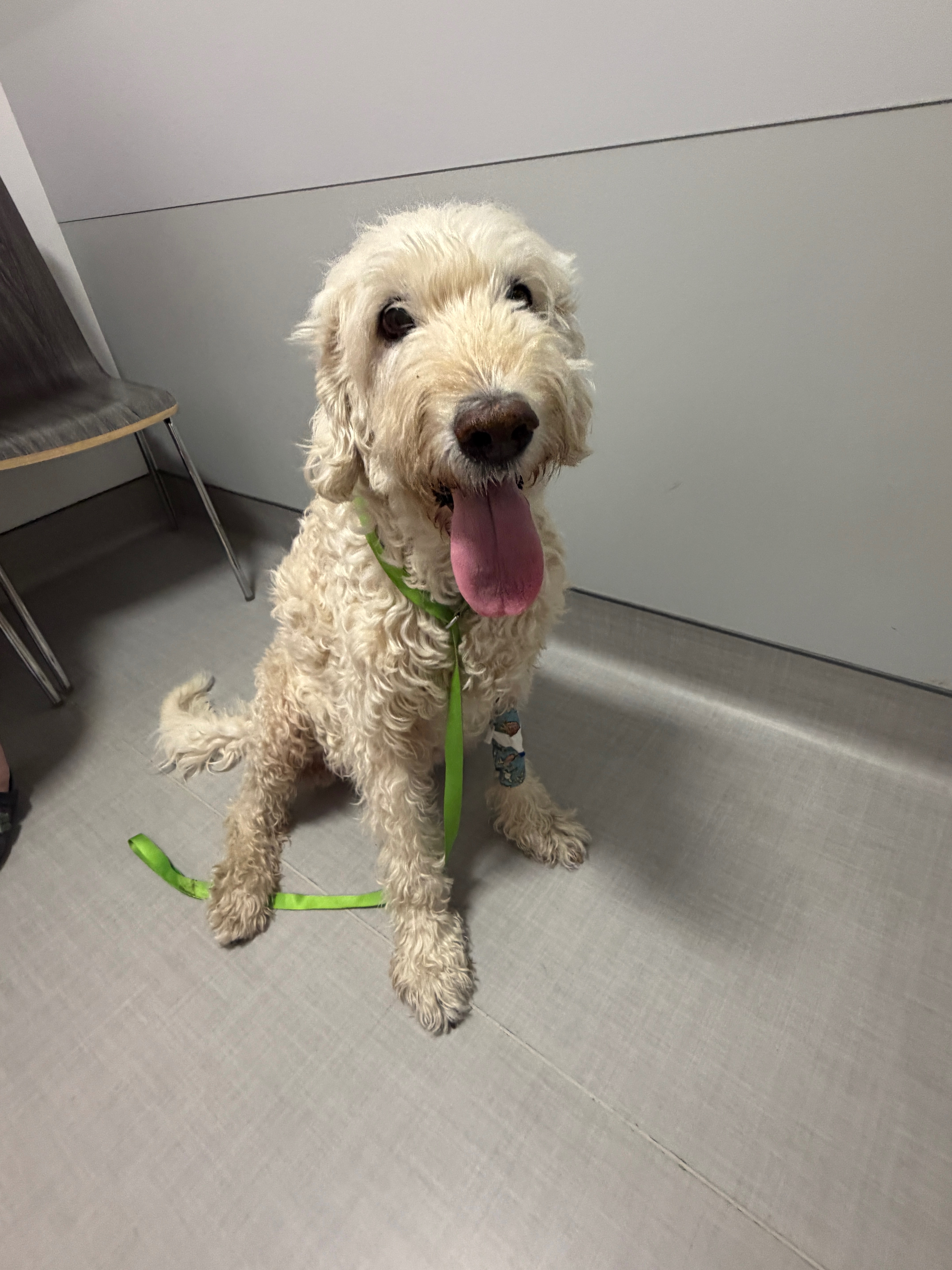 Daisy's Weekly Cancer Treatment Fund campaign photo, 4 of 8