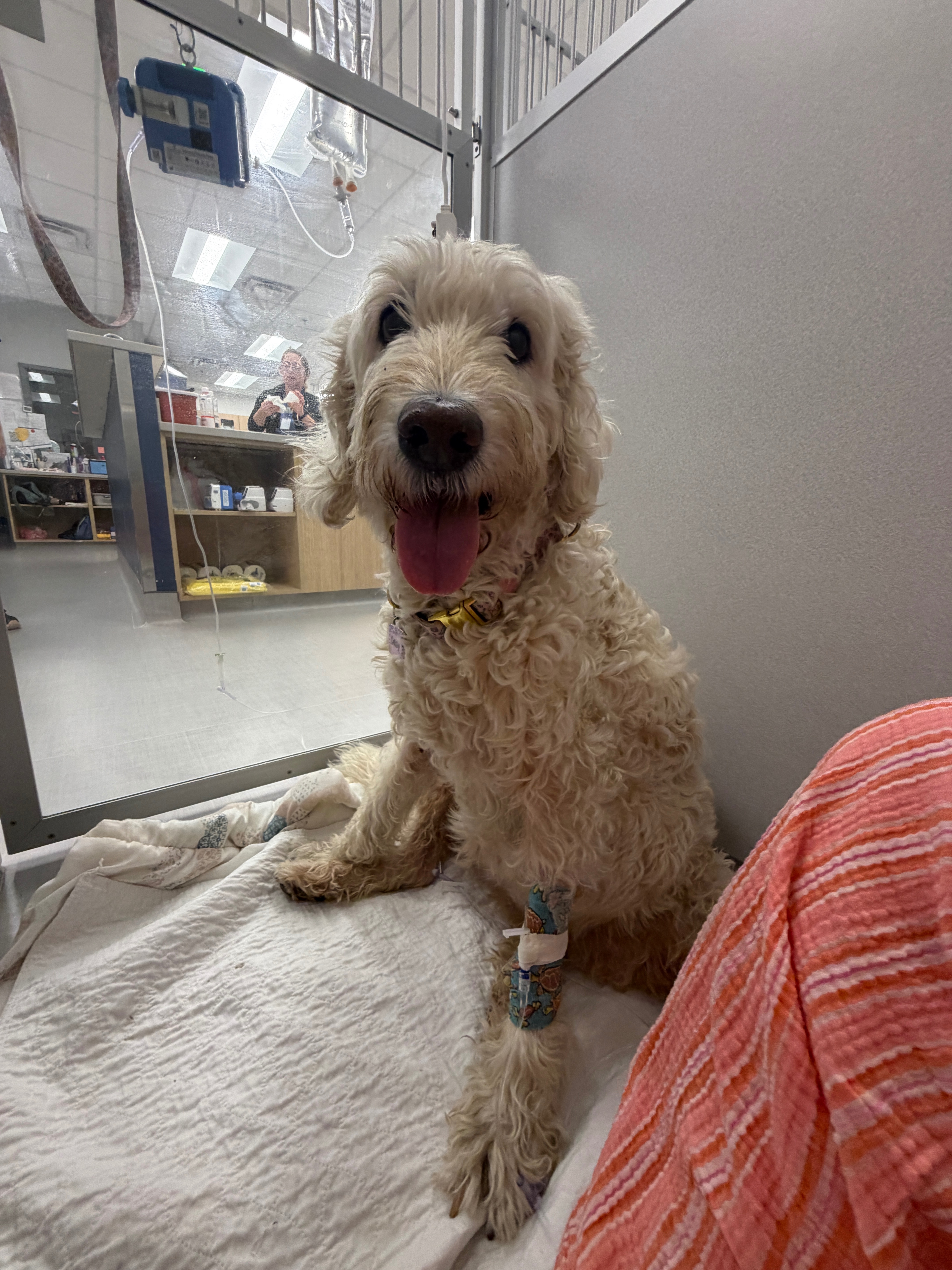 Daisy's Weekly Cancer Treatment Fund campaign photo, 5 of 8