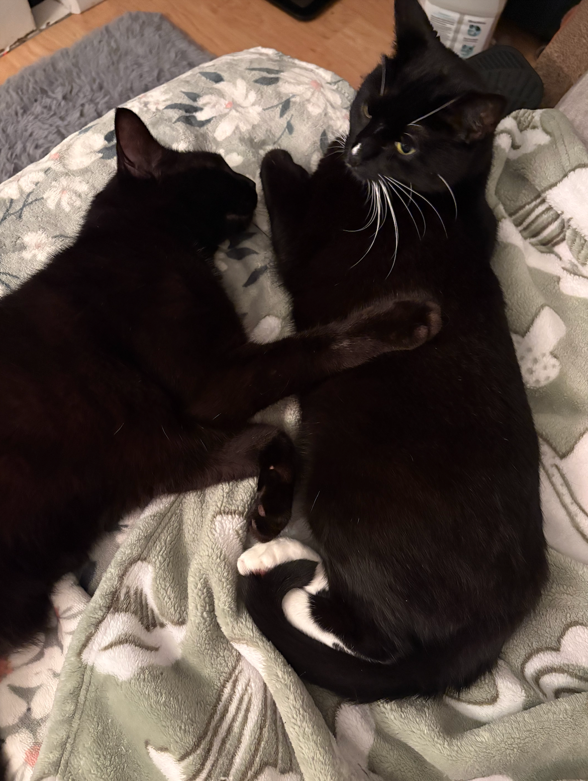 Help Erin and their 2 cats rebuild after House Fire campaign photo, 2 of 7