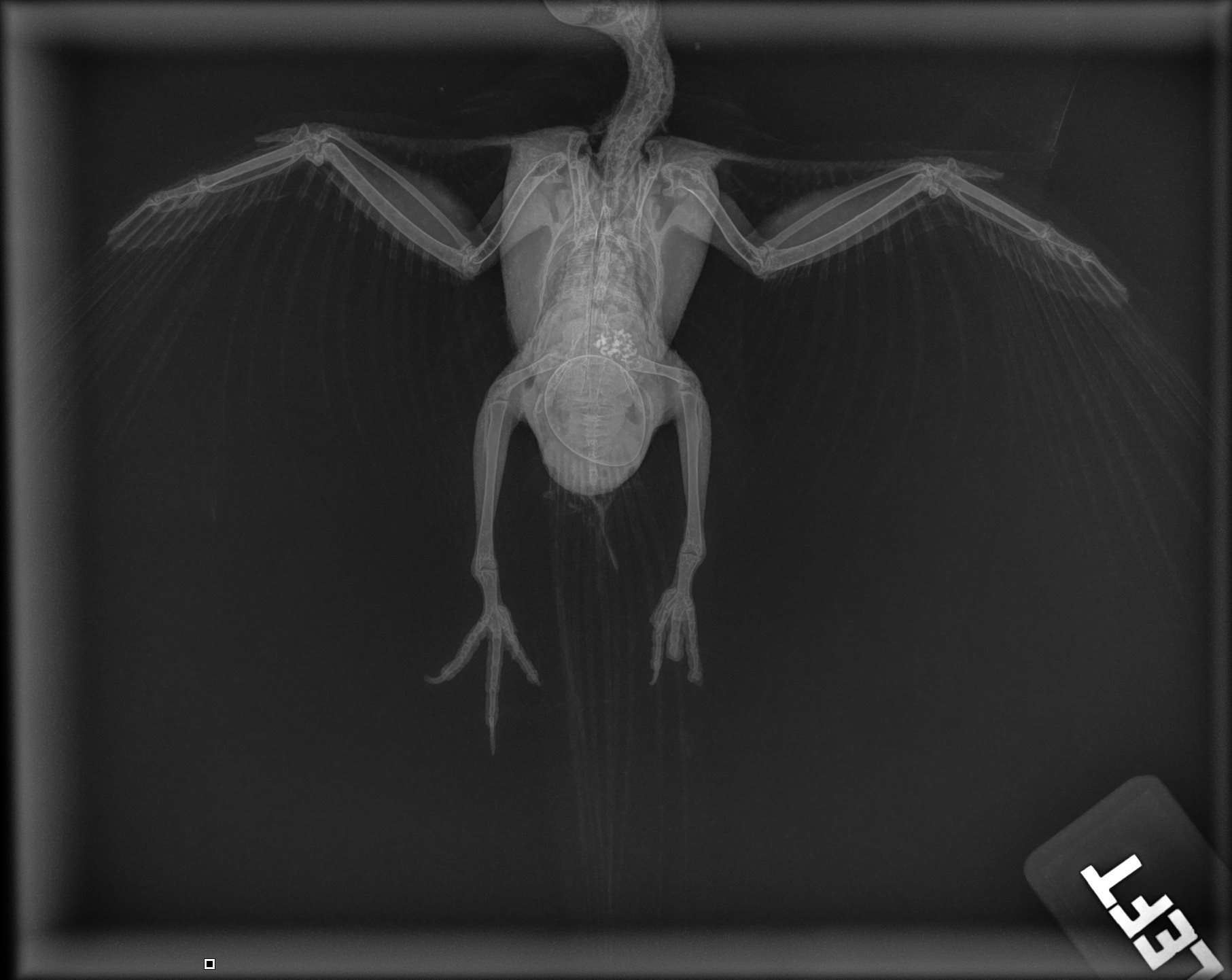 Help with Cookie’s Unexpected Vet Bills campaign photo, 2 of 6