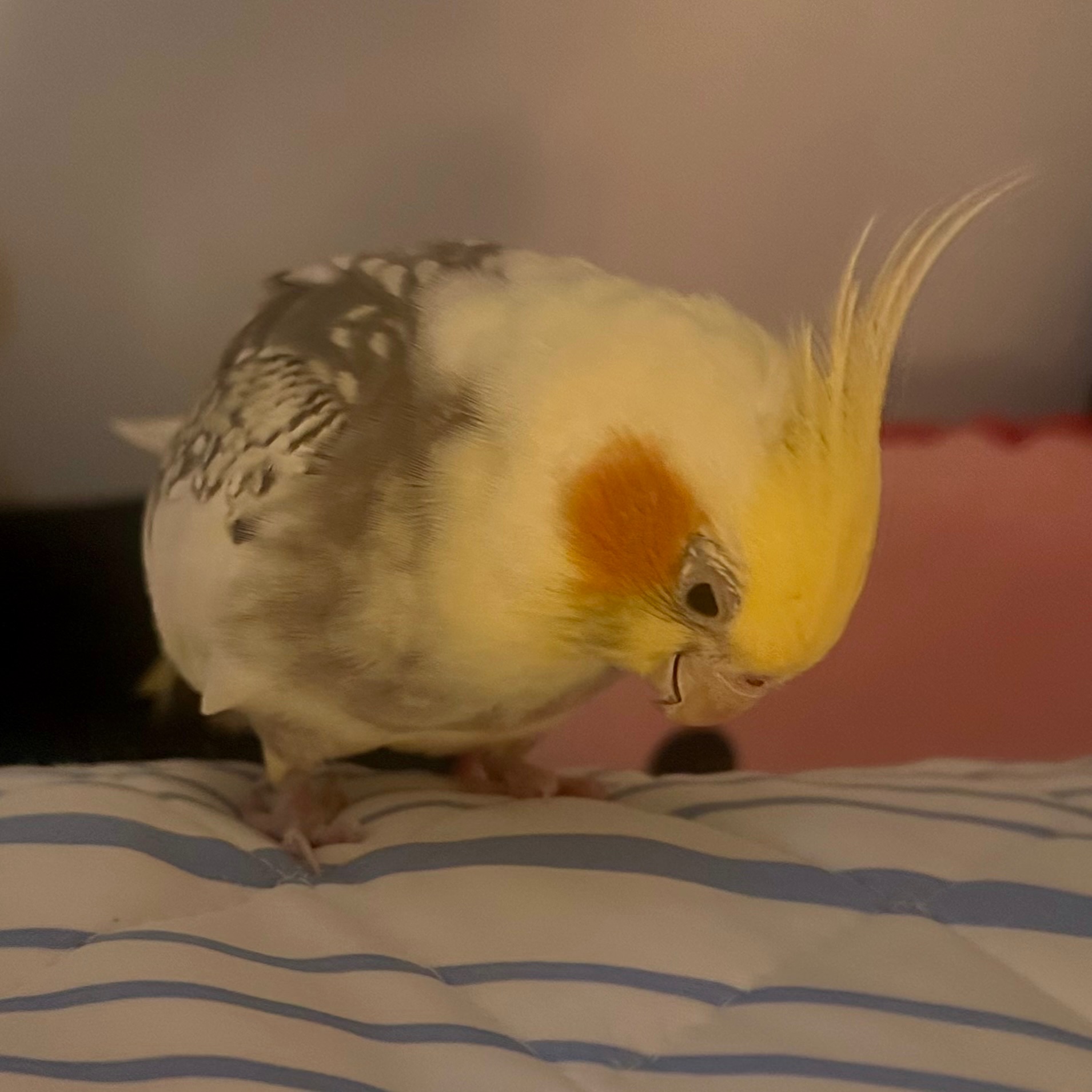 Help with Cookie’s Unexpected Vet Bills campaign photo, 4 of 6