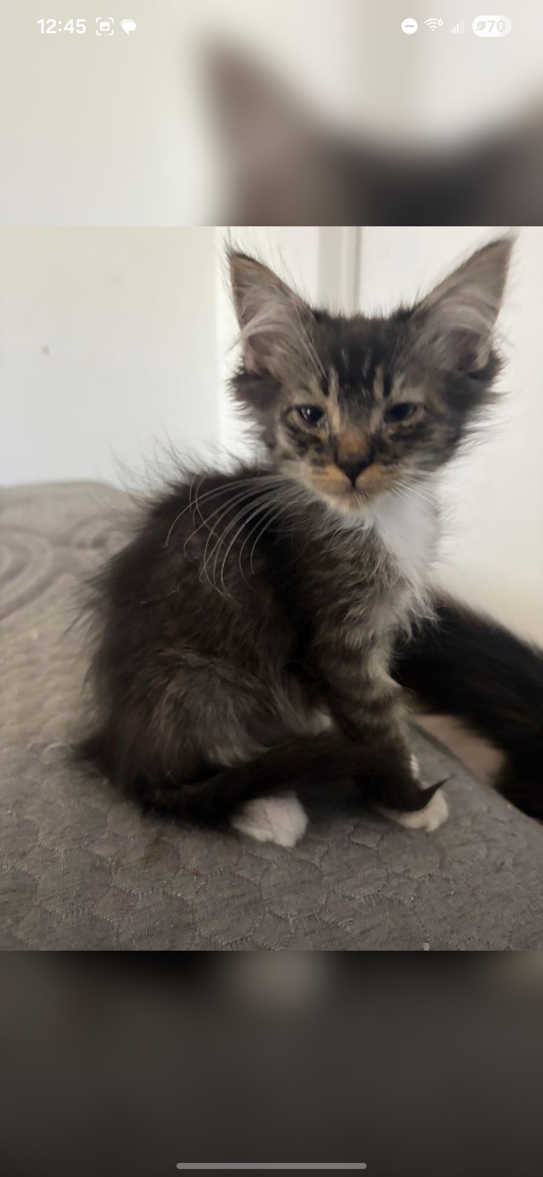 Donate to Rehome and Heal Stray Cats and Kittens campaign photo, 2 of 7