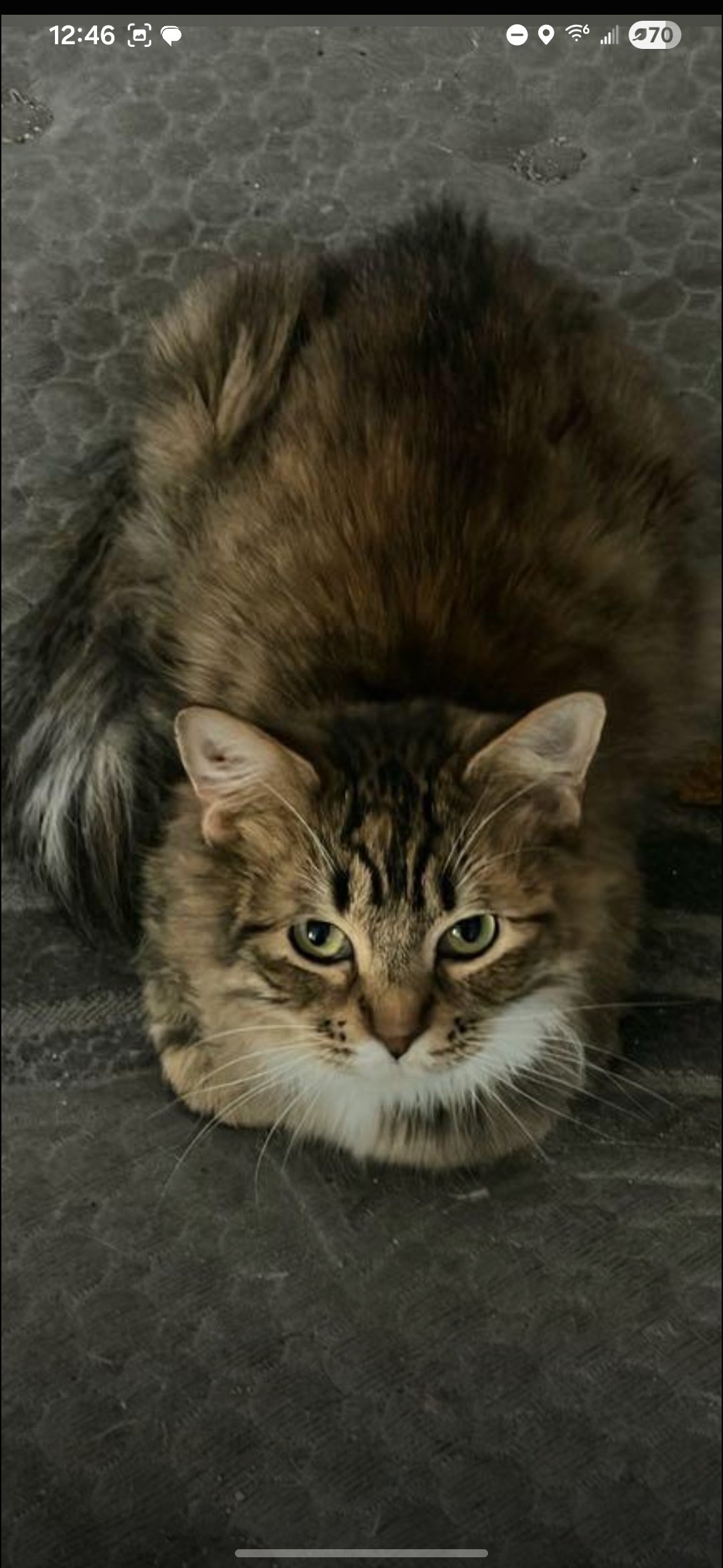 Donate to Rehome and Heal Stray Cats and Kittens campaign photo, 4 of 7