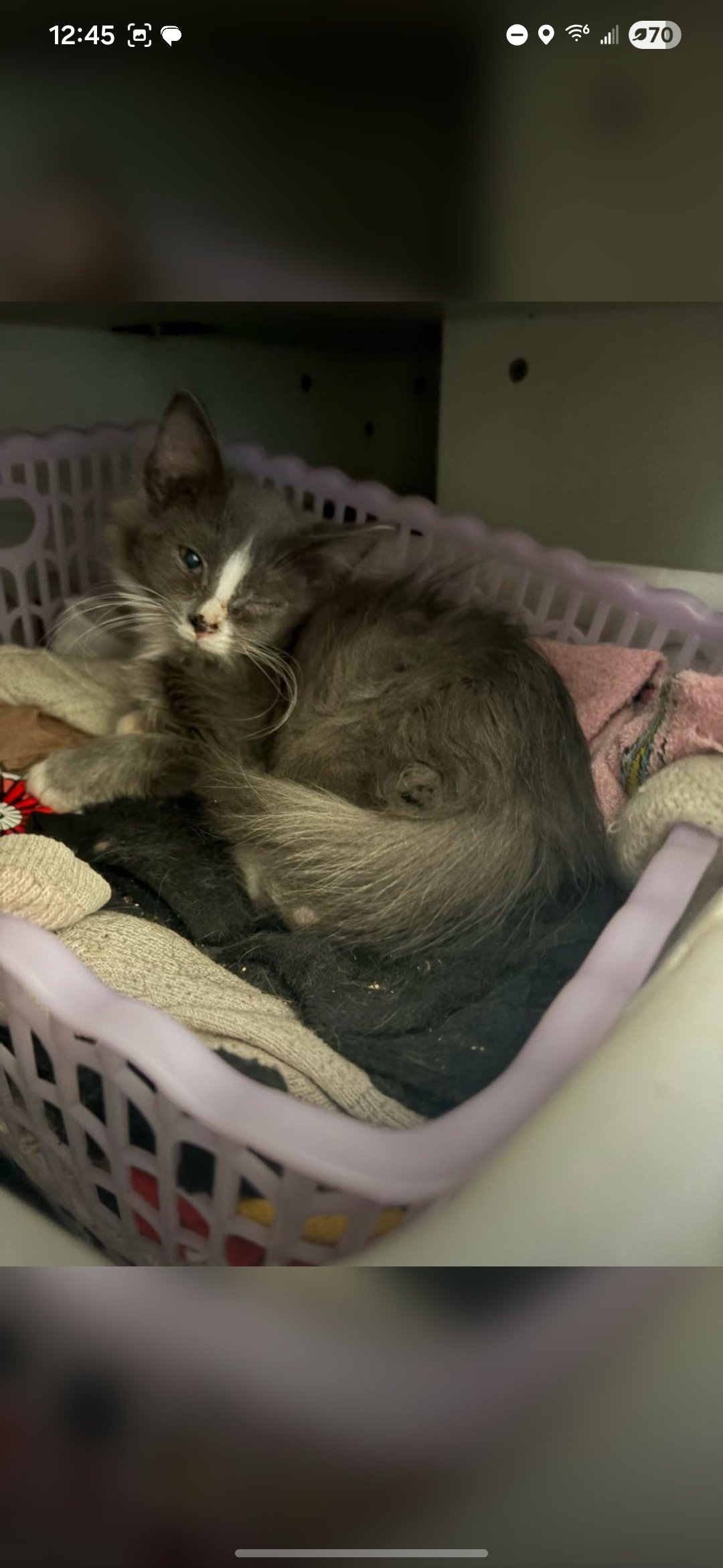 Donate to Rehome and Heal Stray Cats and Kittens campaign photo, 5 of 7