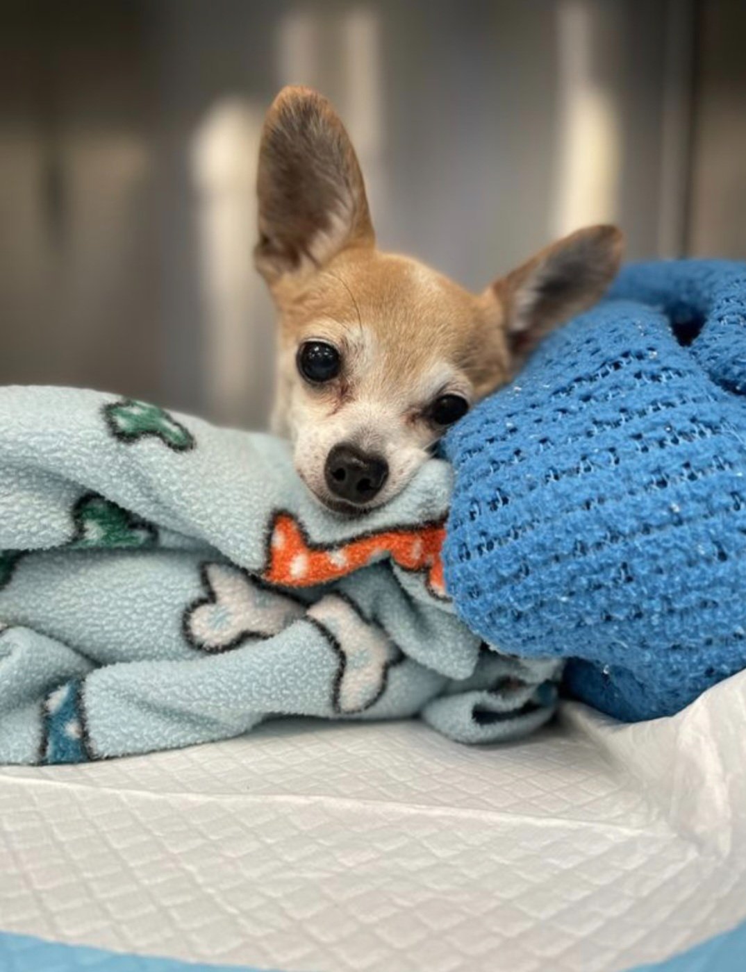 Save NeeNee: Urgent Medical Fund campaign photo, 2 of 6