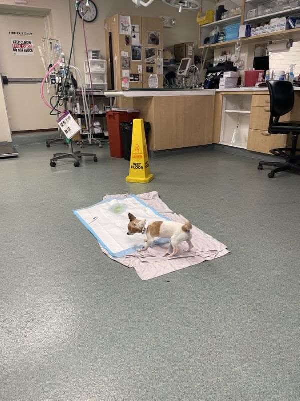 Save NeeNee: Urgent Medical Fund campaign photo, 4 of 6