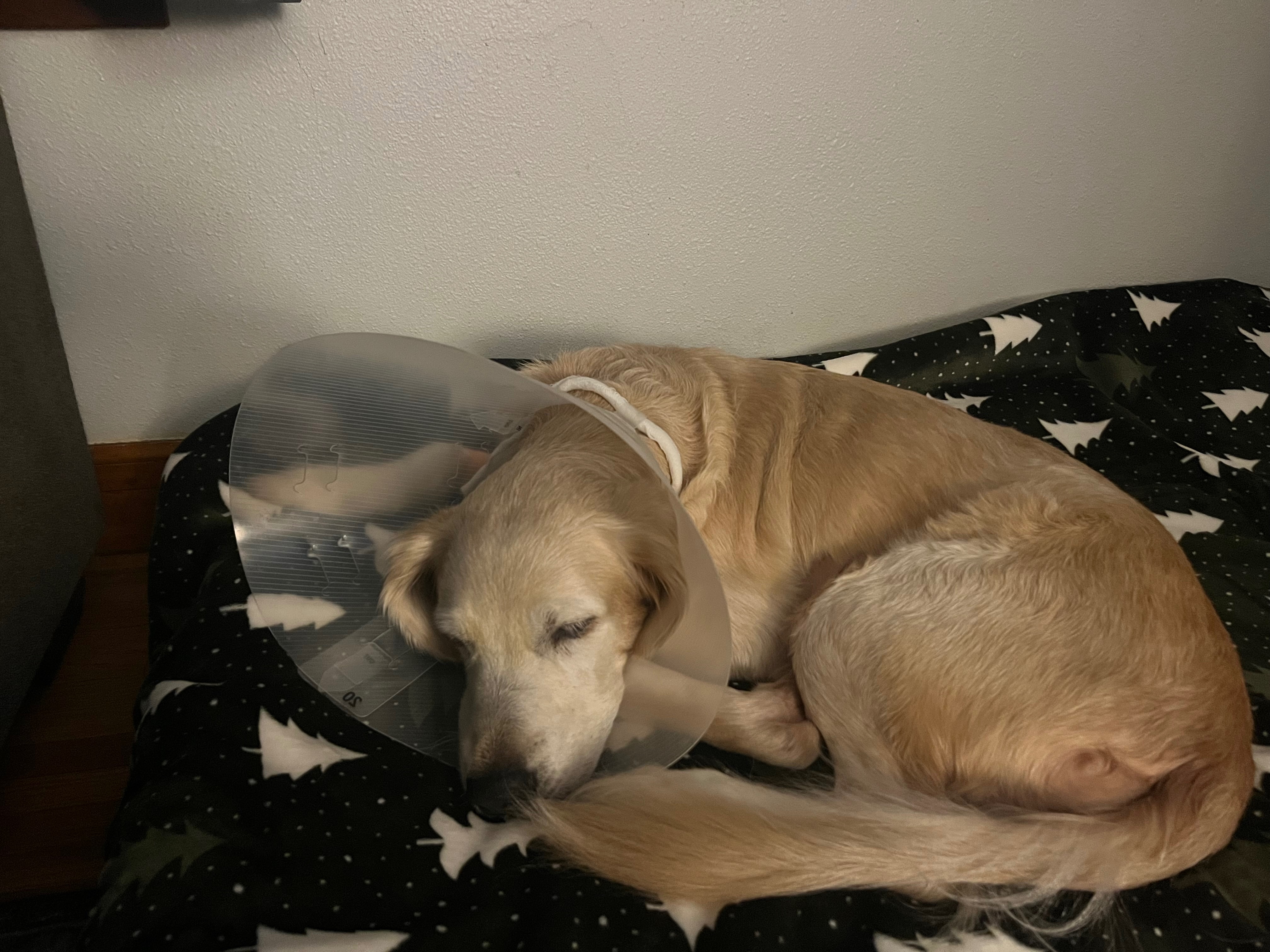 Help Phoenix and her family after emergency surgery campaign photo, 6 of 8