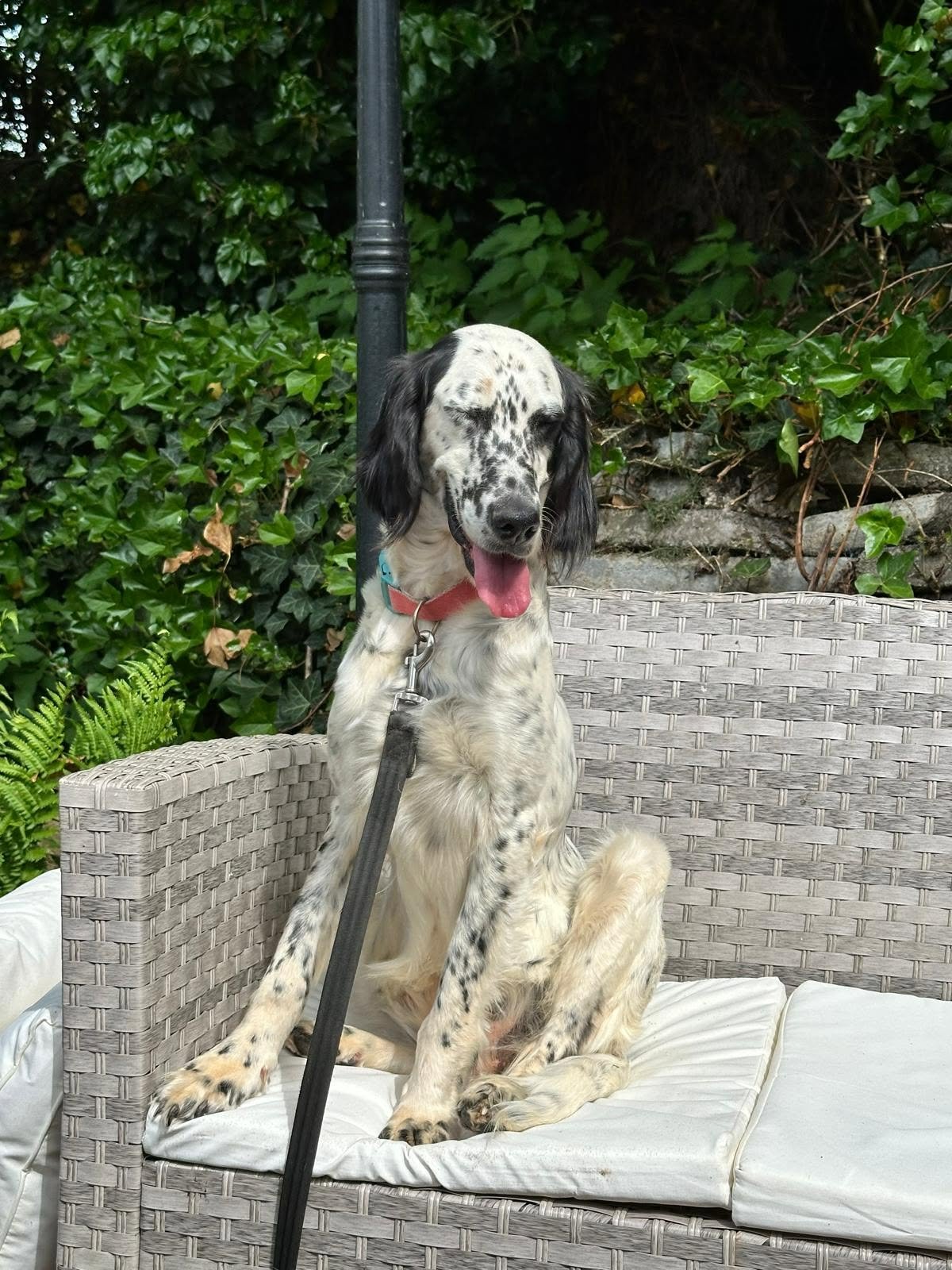 Rose needs surgery on 30 Oct - please help her walk again campaign photo, 7 of 8