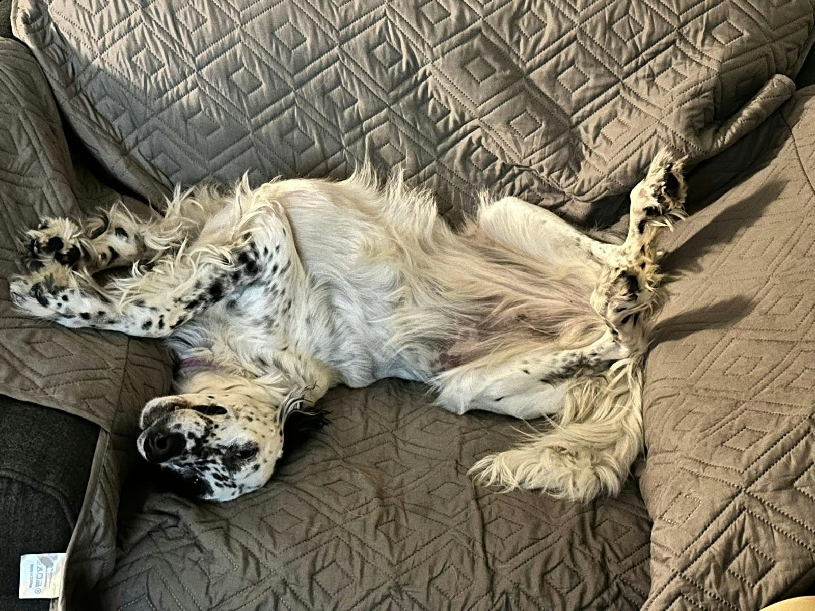 Rose needs surgery on 30 Oct - please help her walk again campaign photo, 2 of 8
