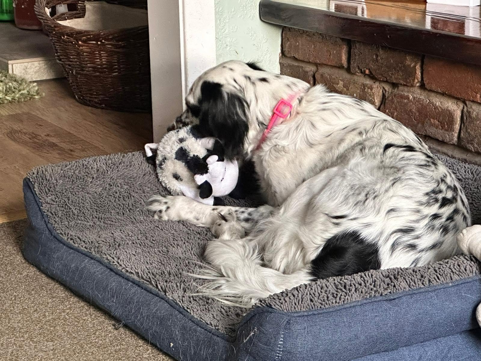 Rose needs surgery on 30 Oct - please help her walk again campaign photo, 4 of 8