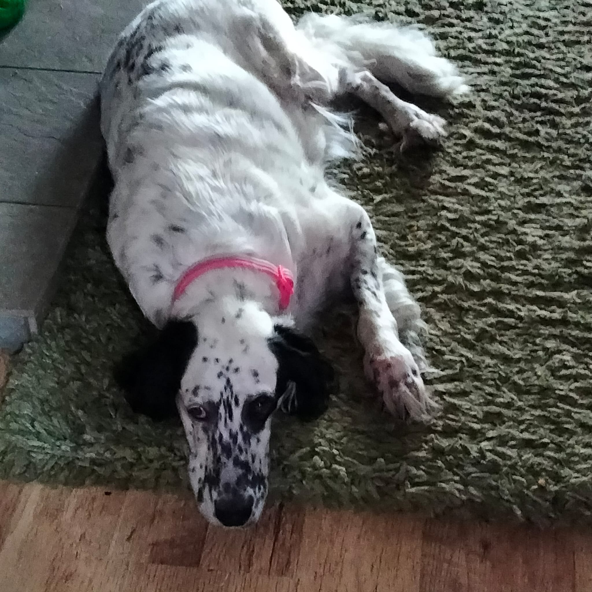Rose needs surgery on 30 Oct - please help her walk again campaign photo, 5 of 8