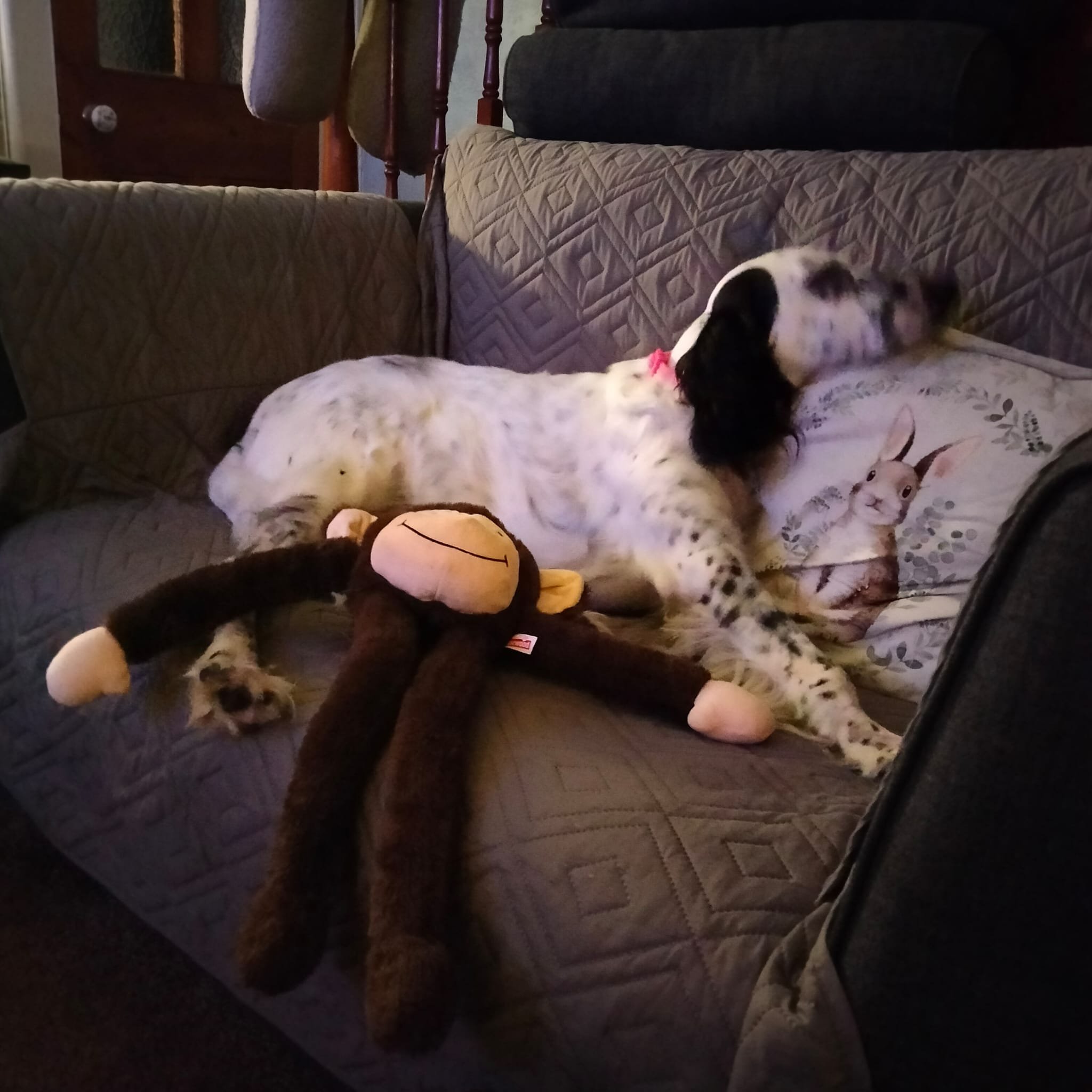 Rose needs surgery on 30 Oct - please help her walk again campaign photo, 6 of 8