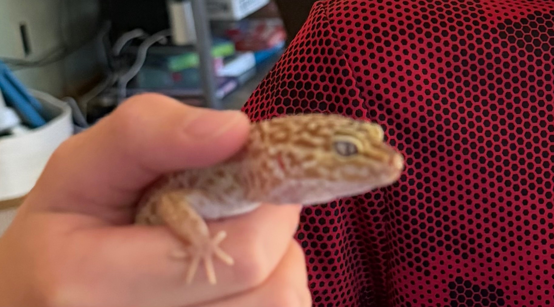 Support Barrett’s Reptile Learning Project campaign photo, 6 of 7