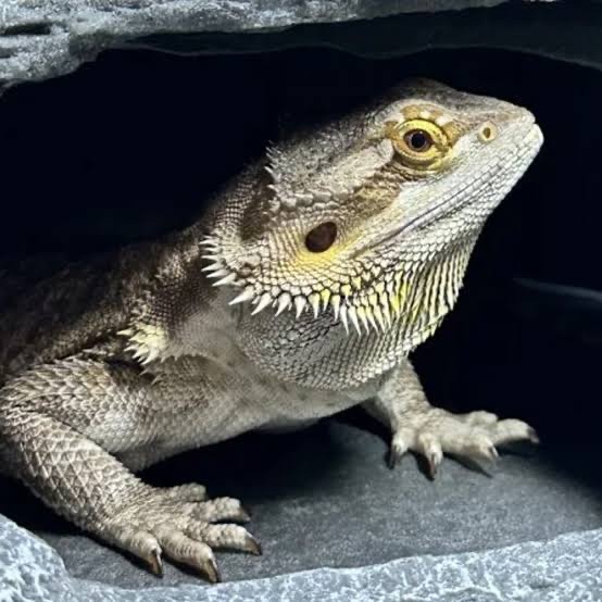Support Barrett’s Reptile Learning Project campaign photo, 2 of 7