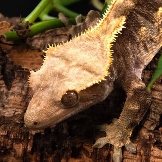 Support Barrett’s Reptile Learning Project campaign photo, 5 of 7