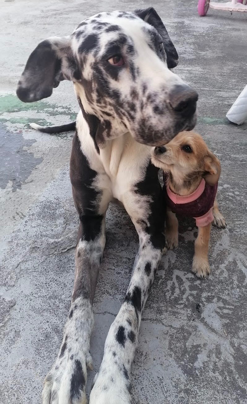 Foto de la recaudación de fondos Mi gran Danés Wizz necesita ayuda. Apóyanos de corazón, 5 de 8