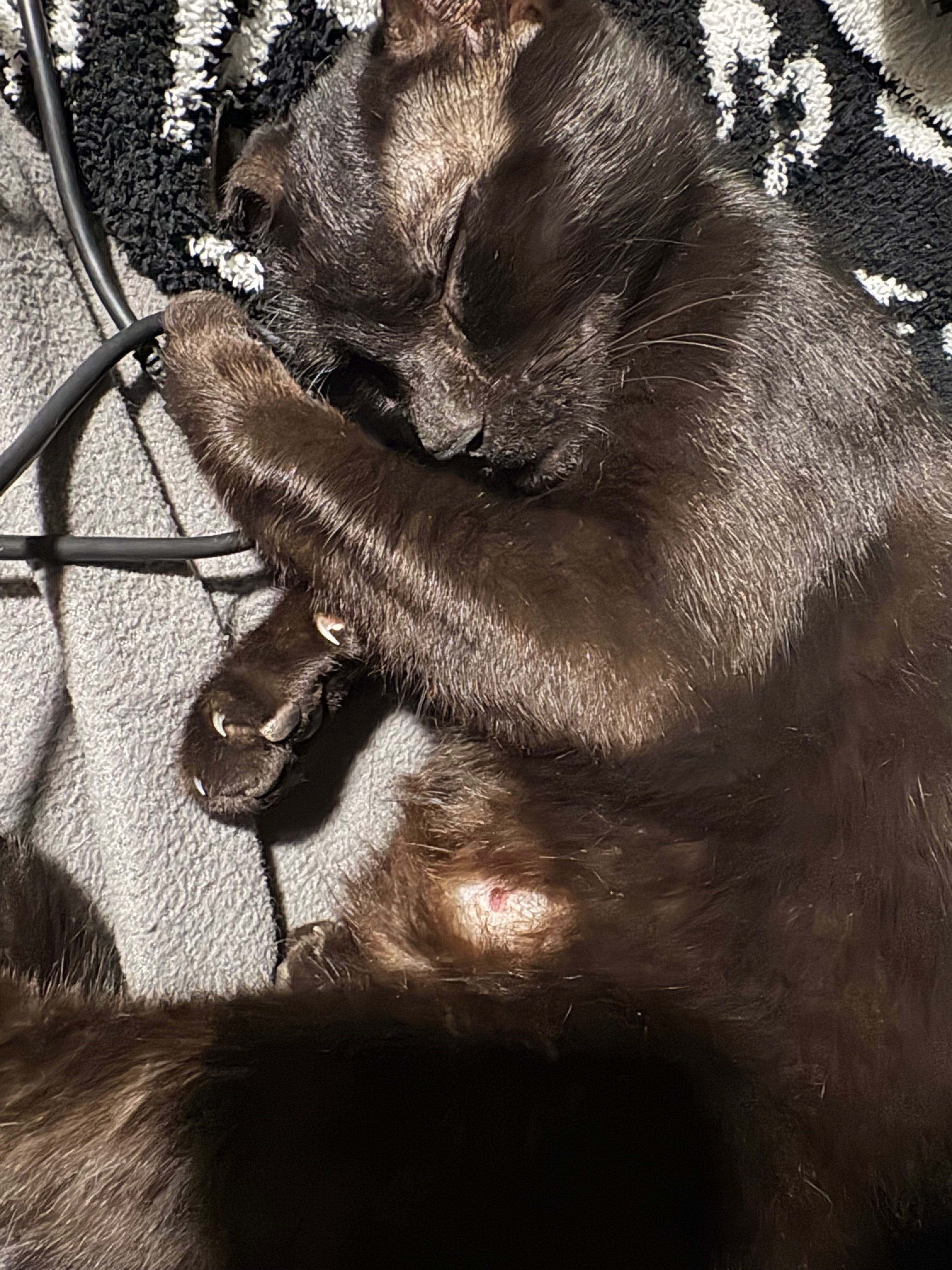 Support Our Journey to Safe Housing for Rescued Cats campaign photo, 7 of 8