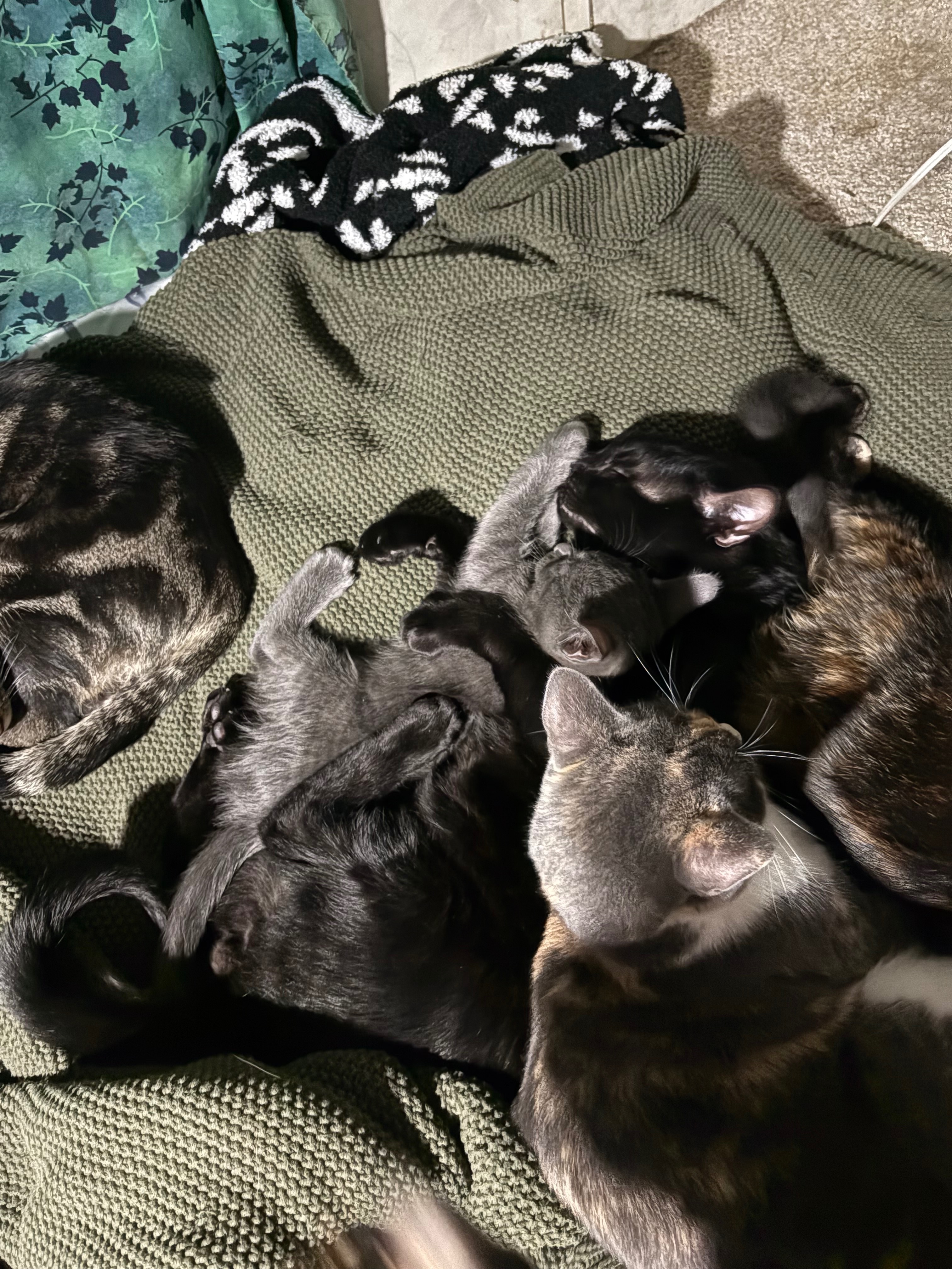 Support Our Journey to Safe Housing for Rescued Cats campaign photo, 2 of 8