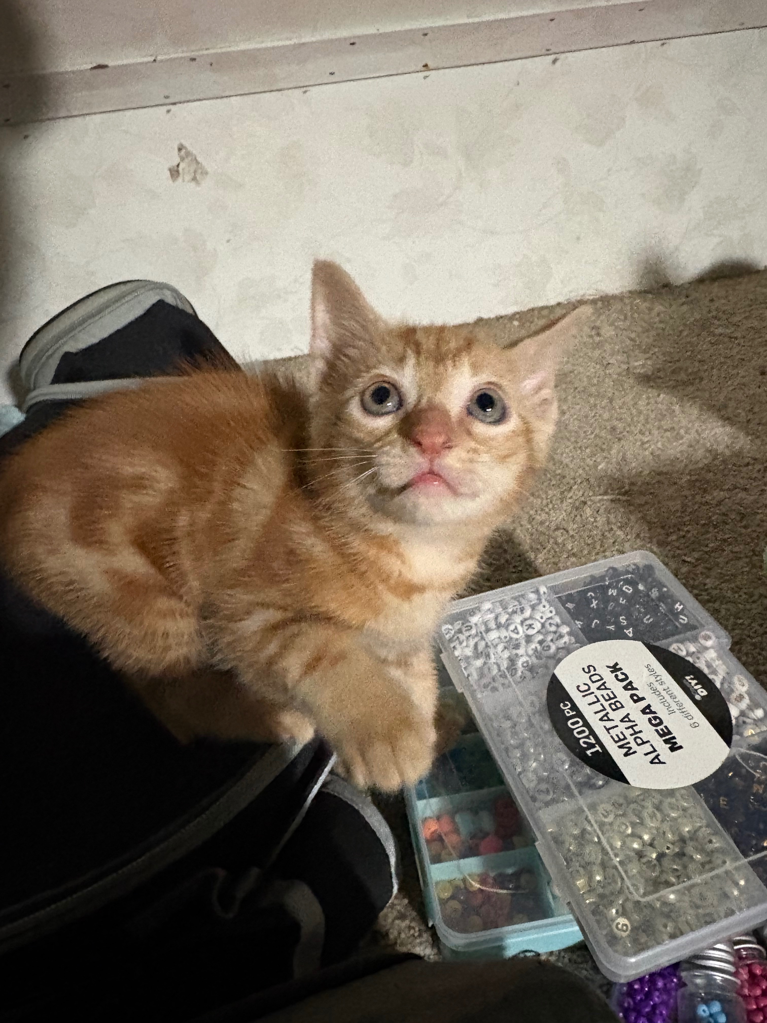 Support Our Journey to Safe Housing for Rescued Cats campaign photo, 4 of 8